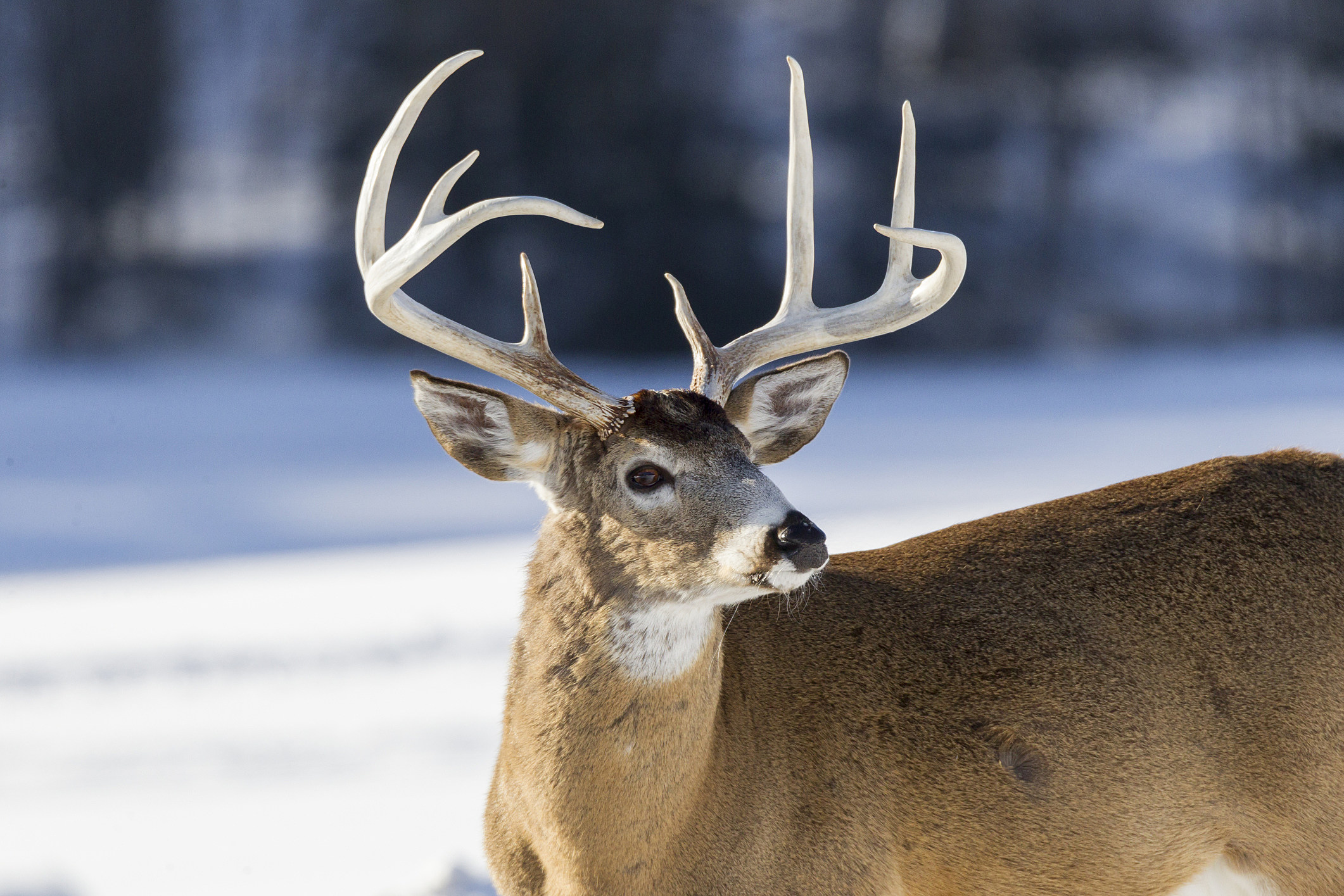 CWD Found in Two More Deer in Fillmore County