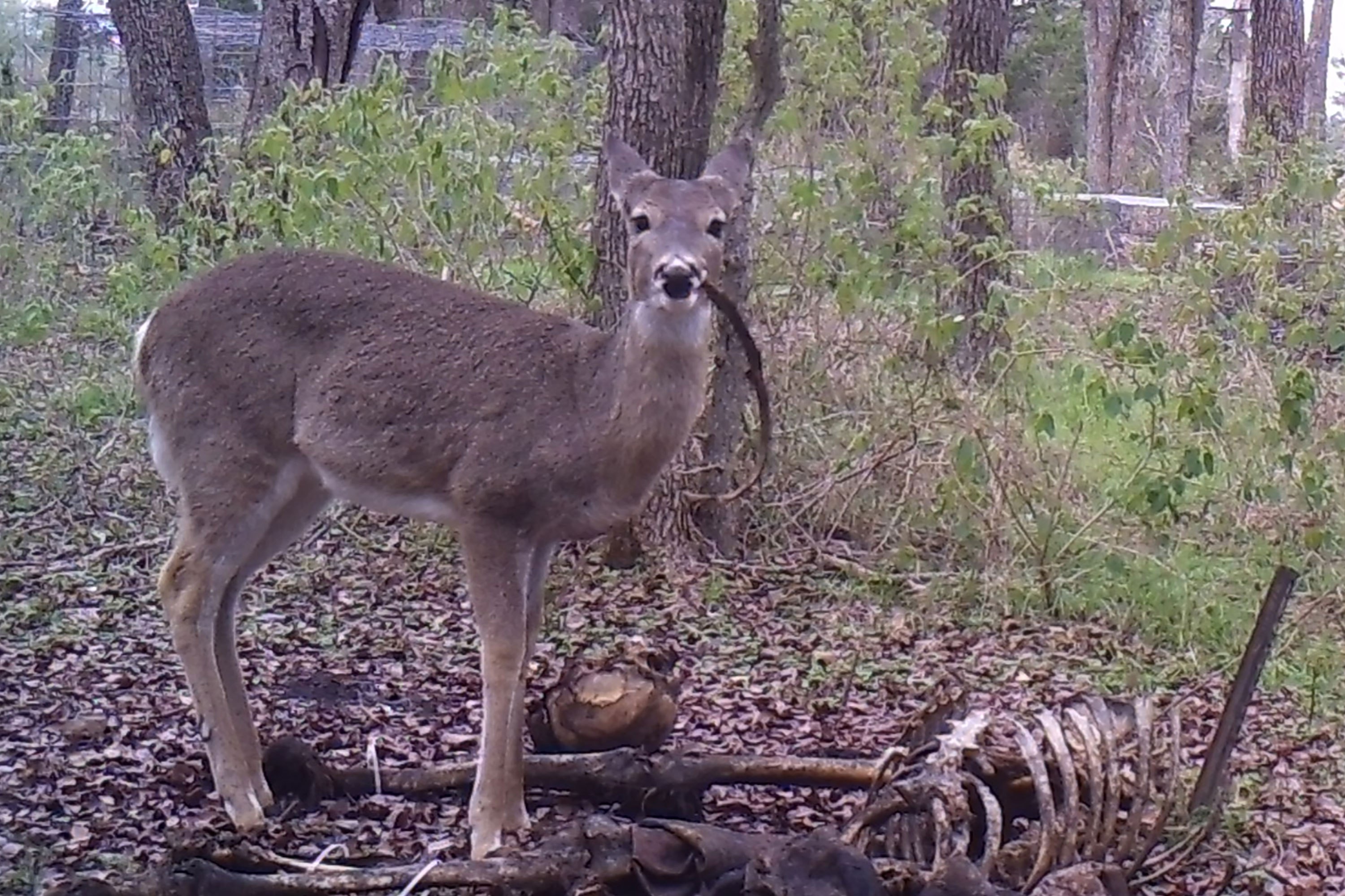 Deer found feasting on human remains