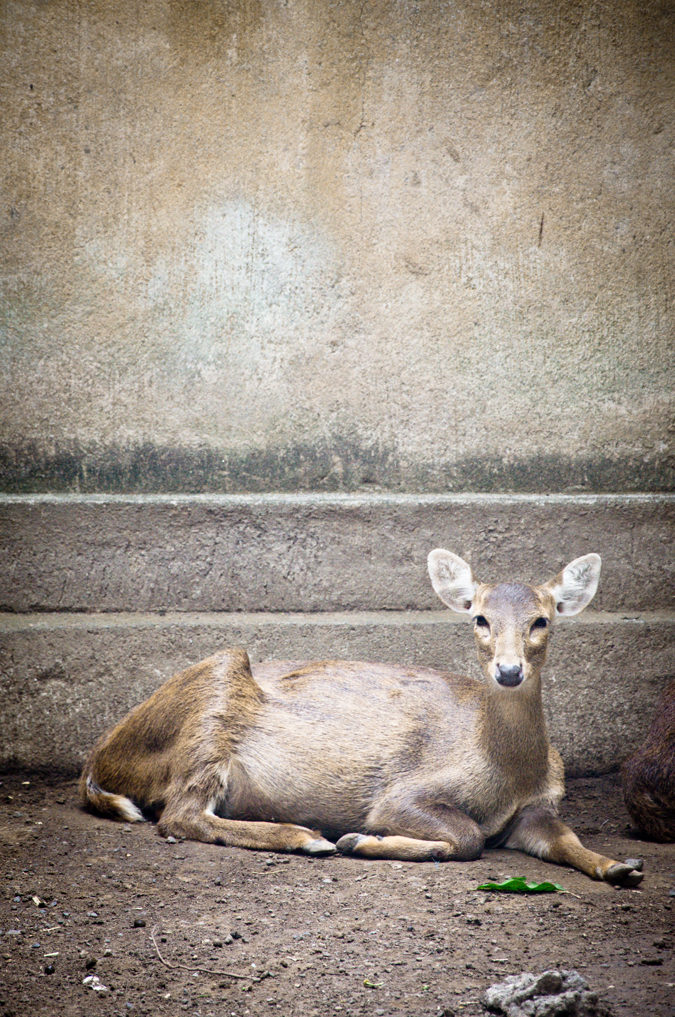Deer, Alertness, Standing, Outdoors, Portrait, HQ Photo