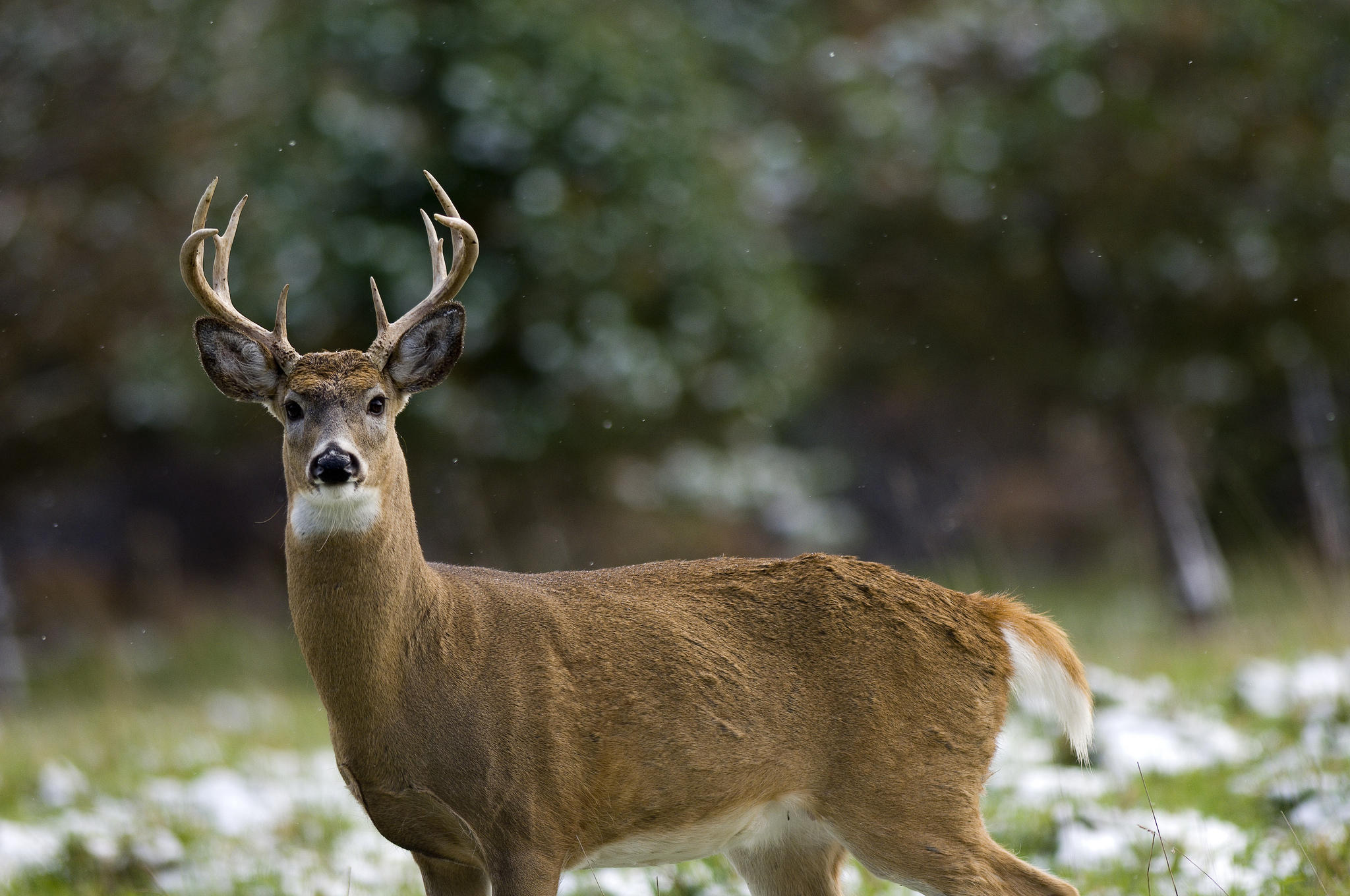 Prolonged winter weather raises concerns about Michigan deer ...