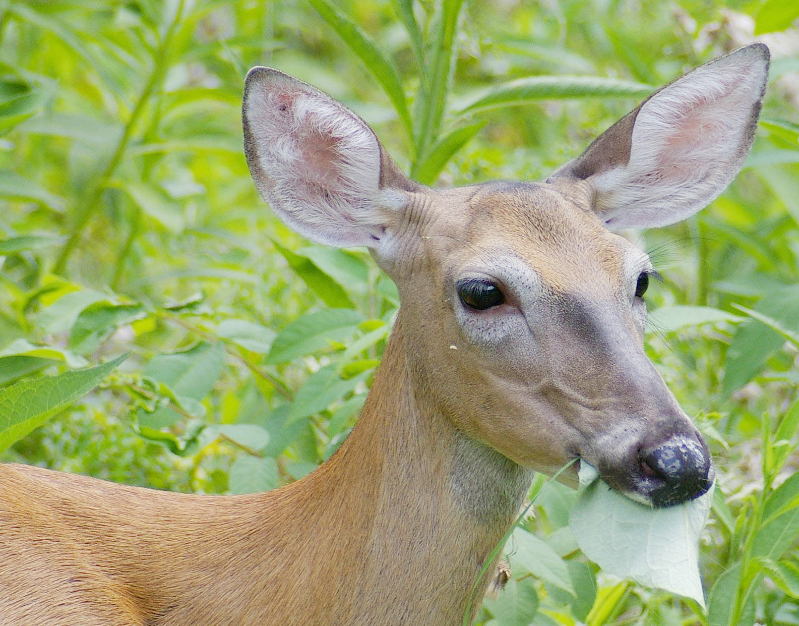 Too many hungry deer are lowering diversity of native plants in ...