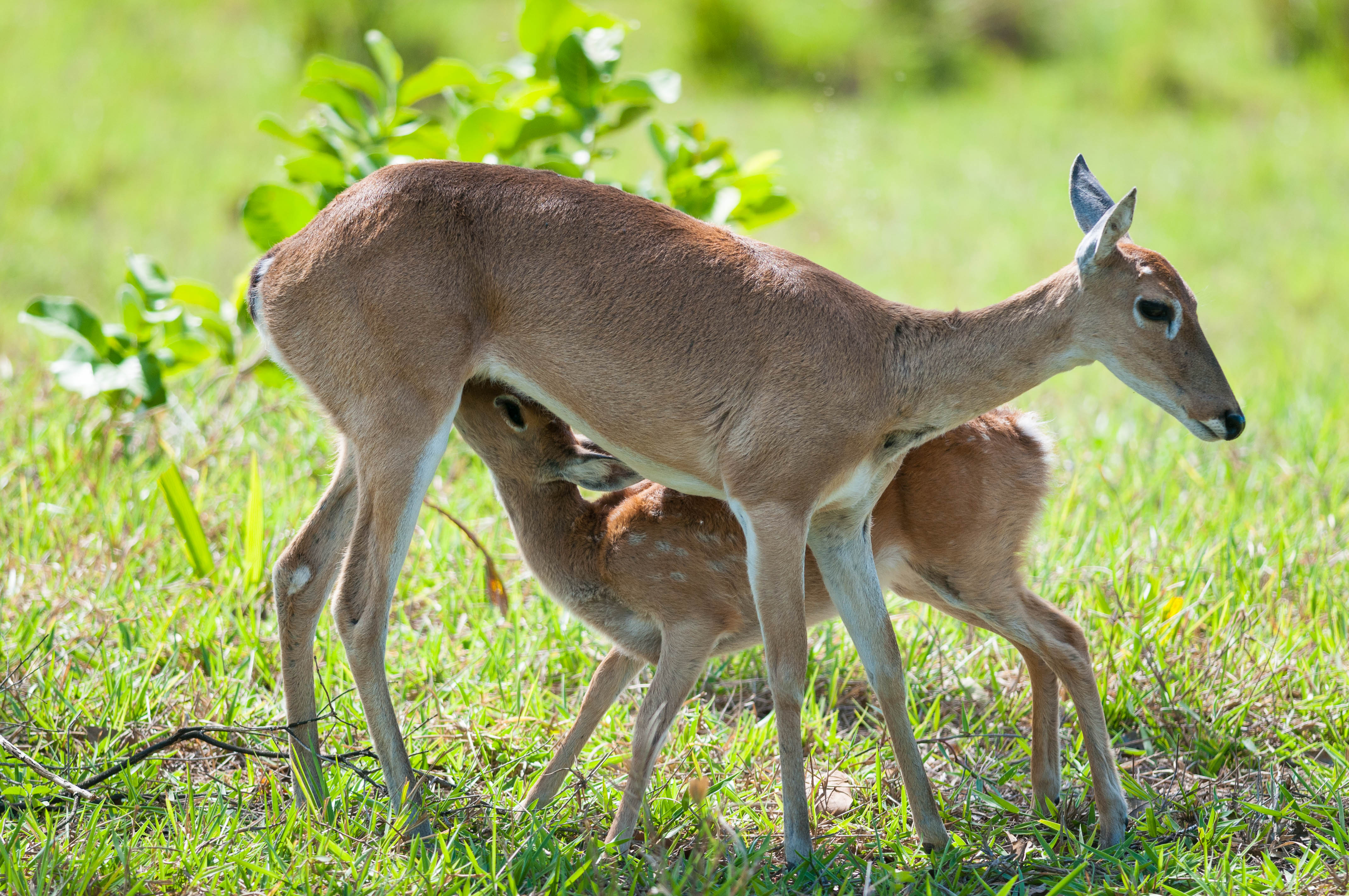 File:Pampas deer nursing fwan.jpg - Wikimedia Commons