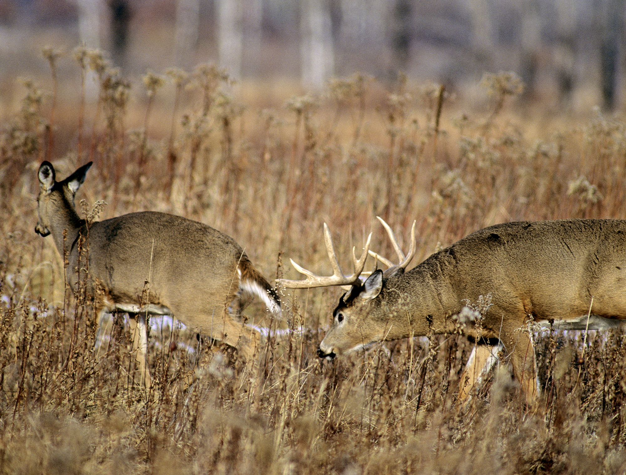 Should deer season be delayed to better protect the bucks ...