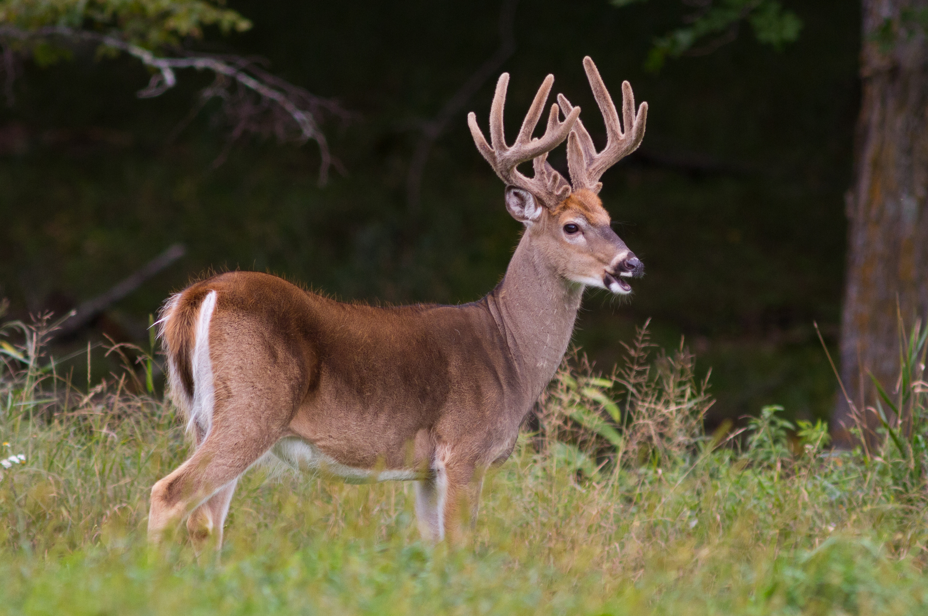 What Deer Eat: A Seasonal Guide to Nutrition | Deer Hunting | Realtree
