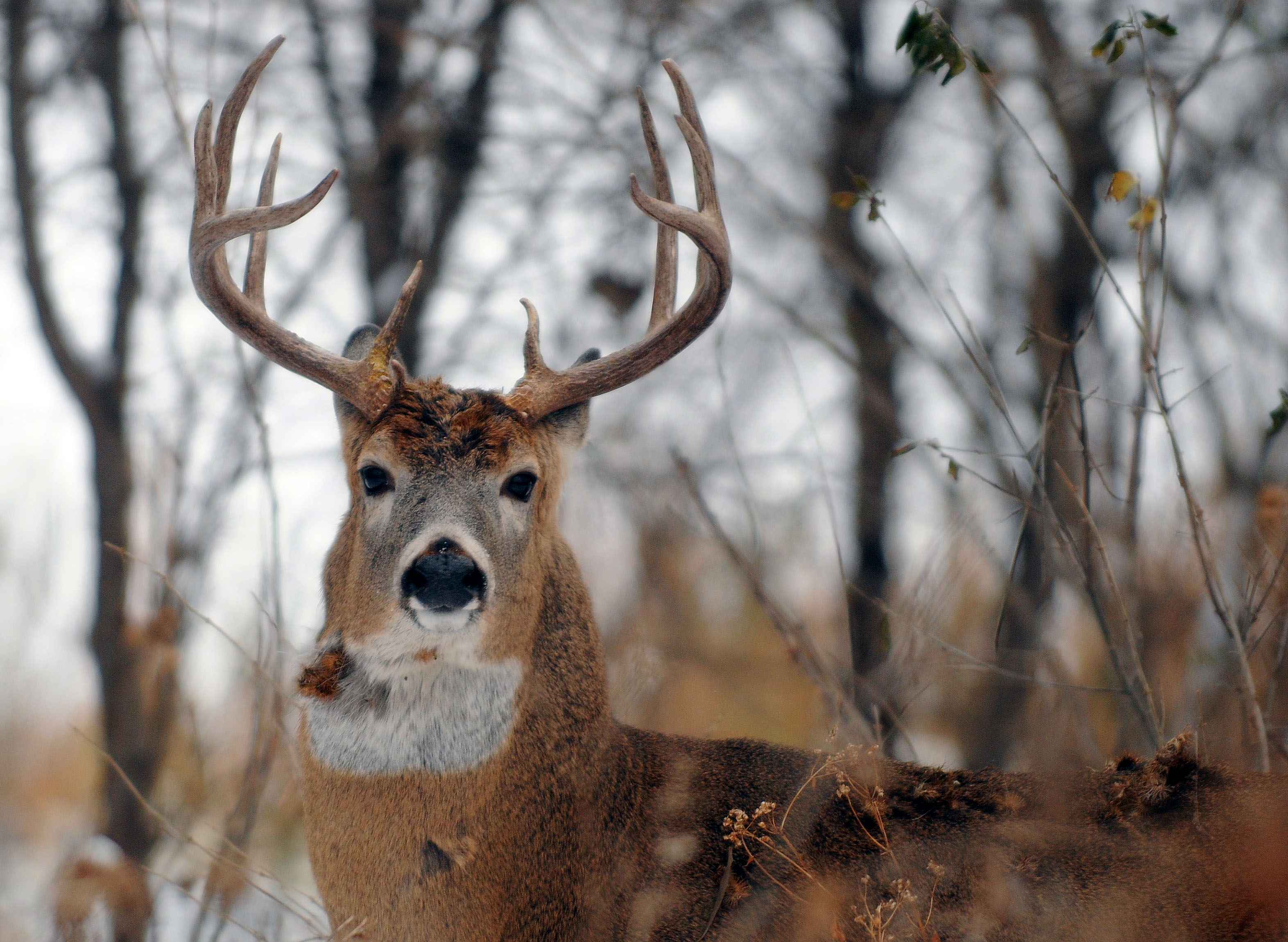 Minnesota deer harvest higher than last year after second weekend ...