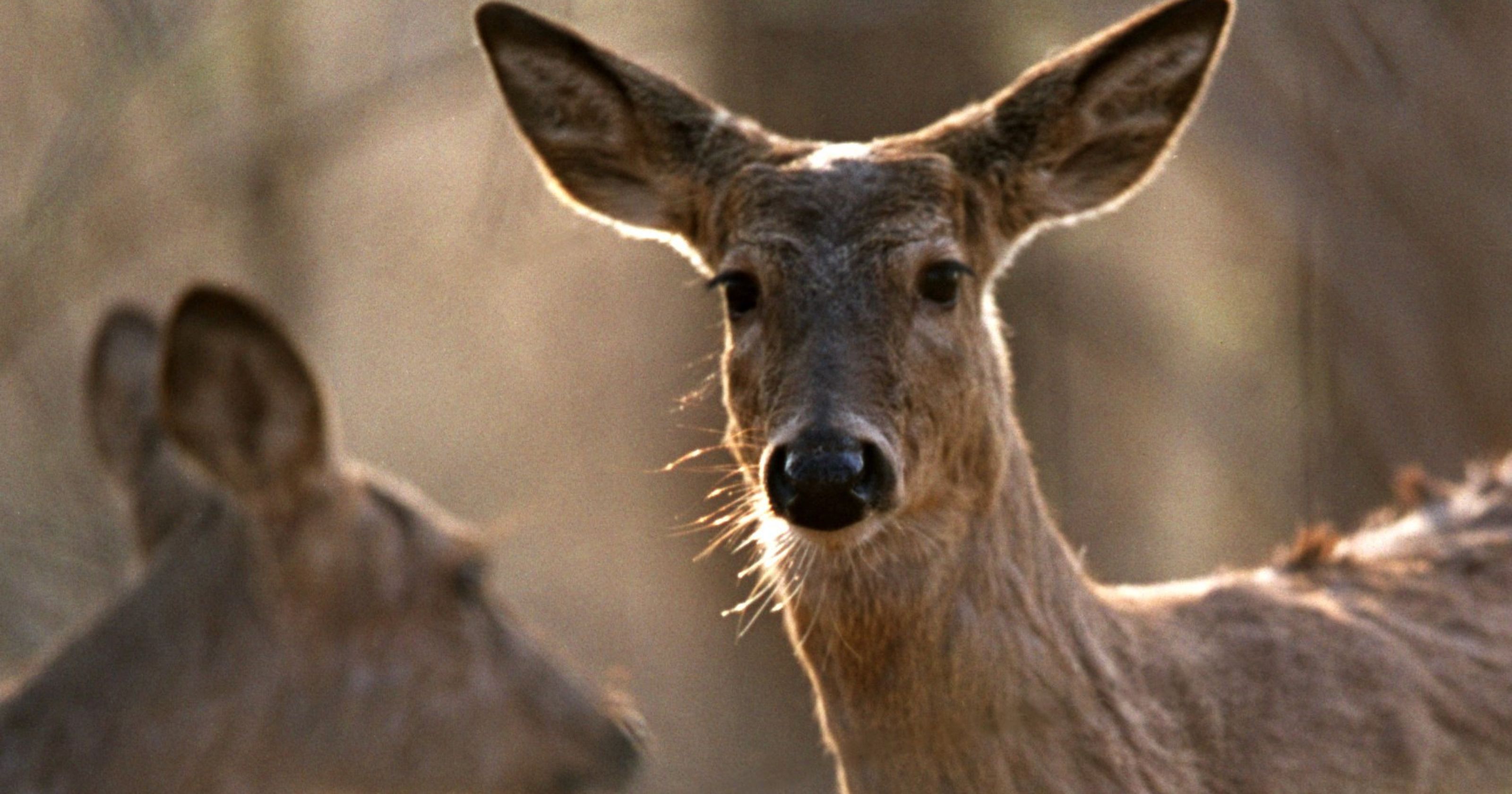 How to control those deer overrunning Detroit suburbs?