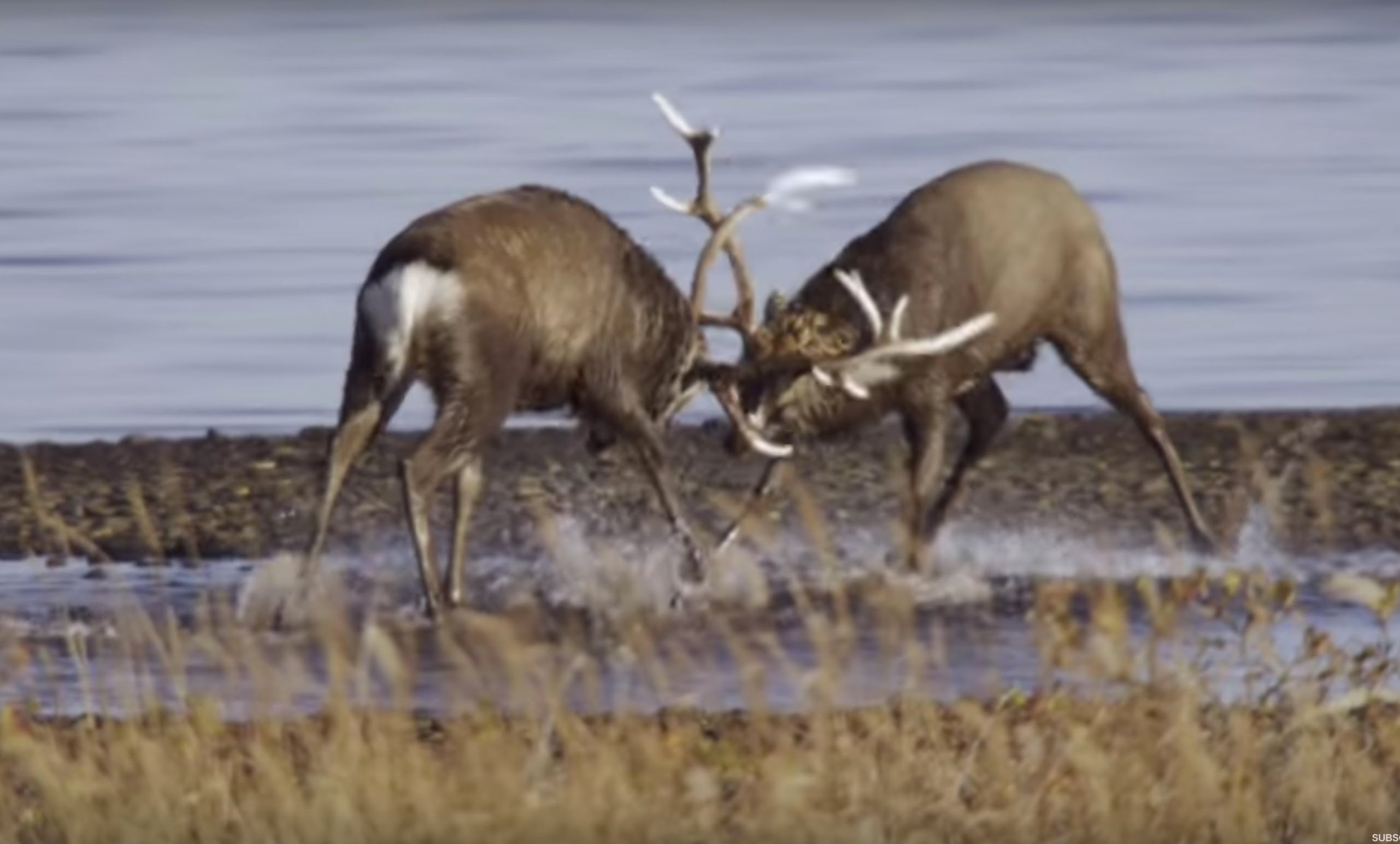 Deer Battle For Dominance | Wild Japan | BBC - YouTube
