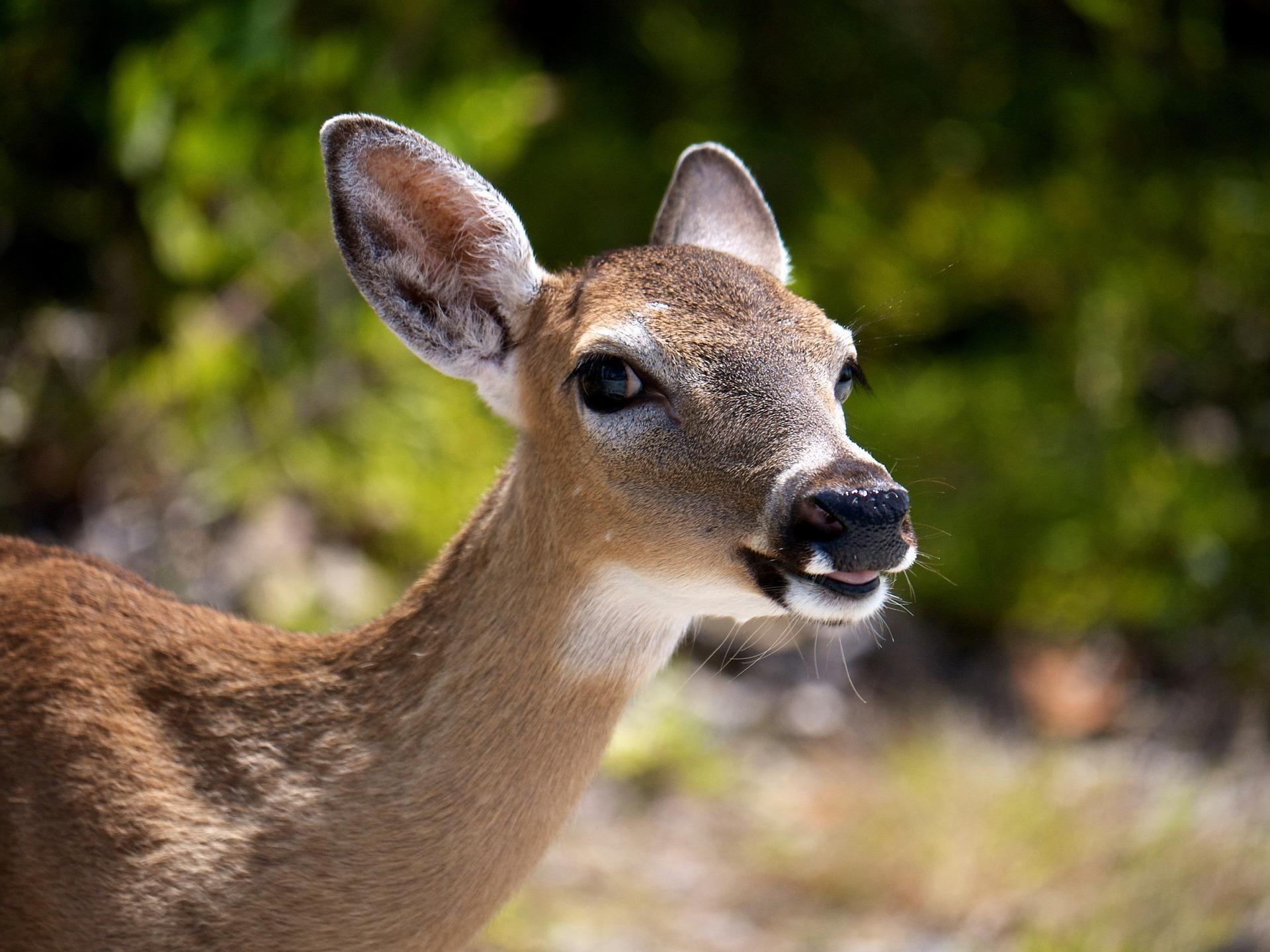A fatal disease is spreading among U.S. deer, but there may be a new ...