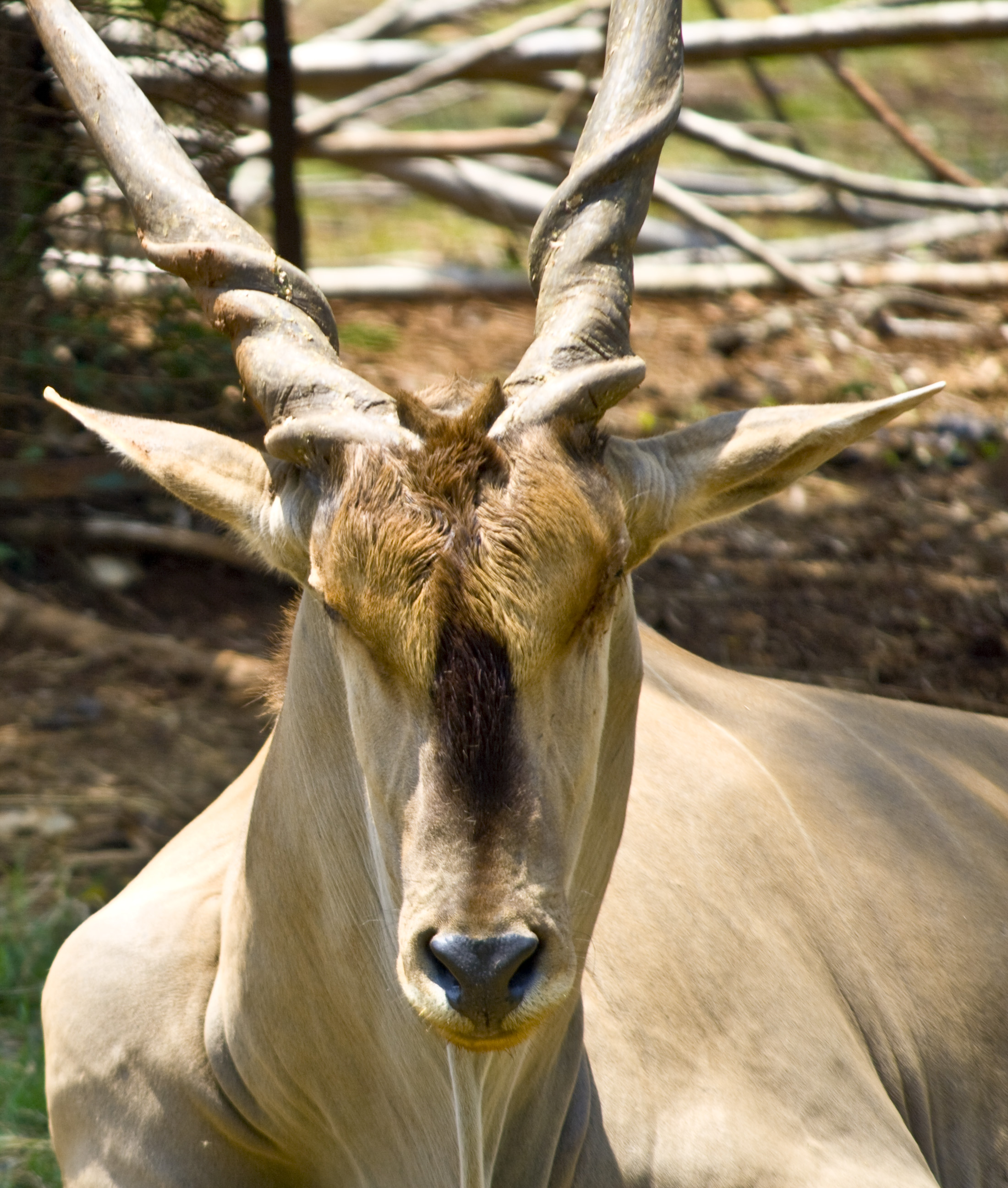 Deer buck photo