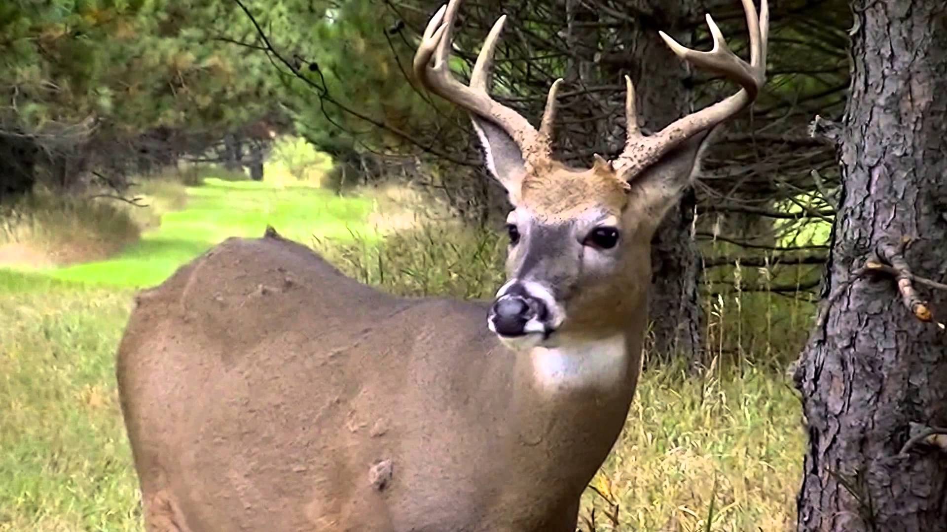 Stunning Big Buck Deer Close up ! - YouTube