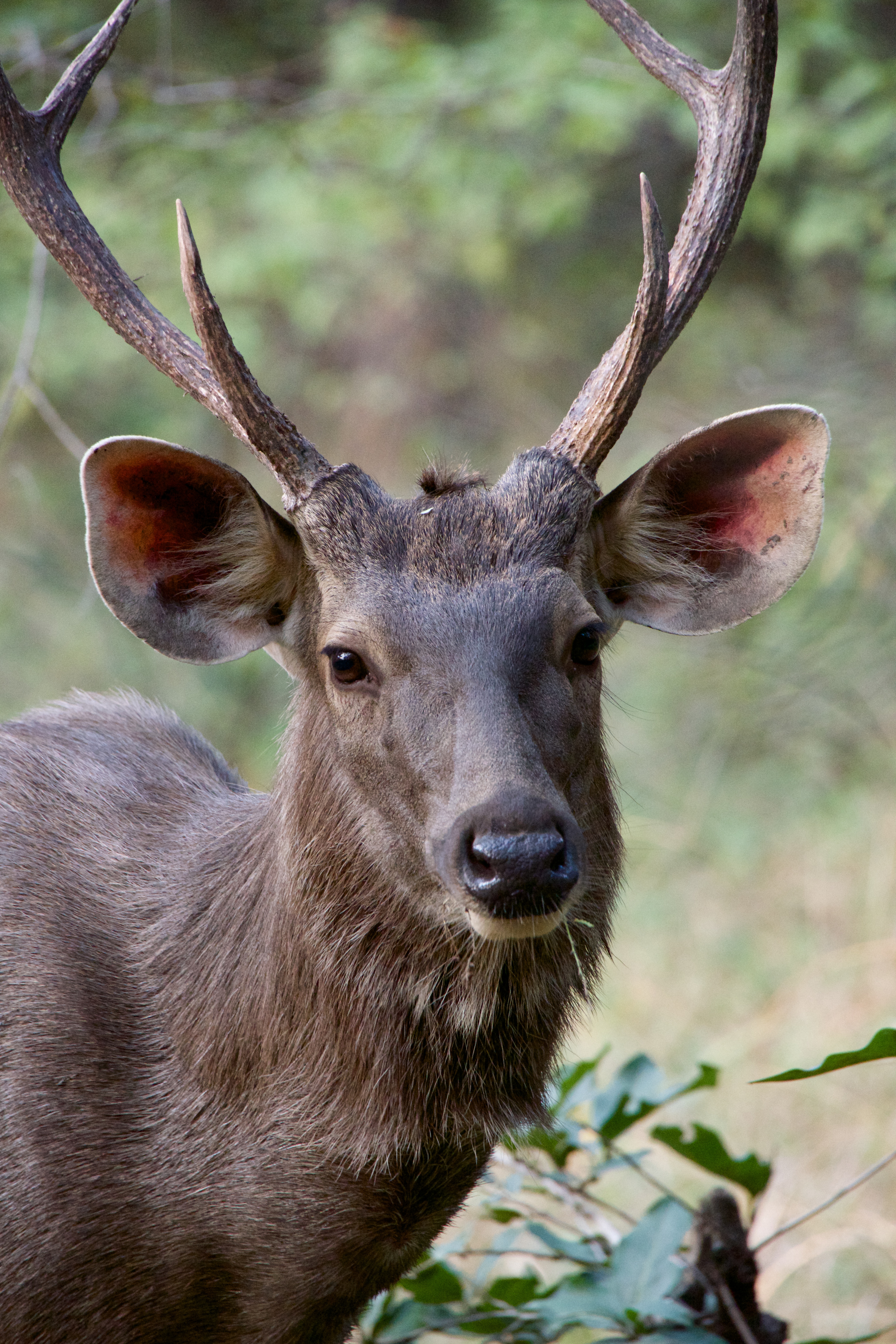 Male sambar deer close-up | Nick Dale