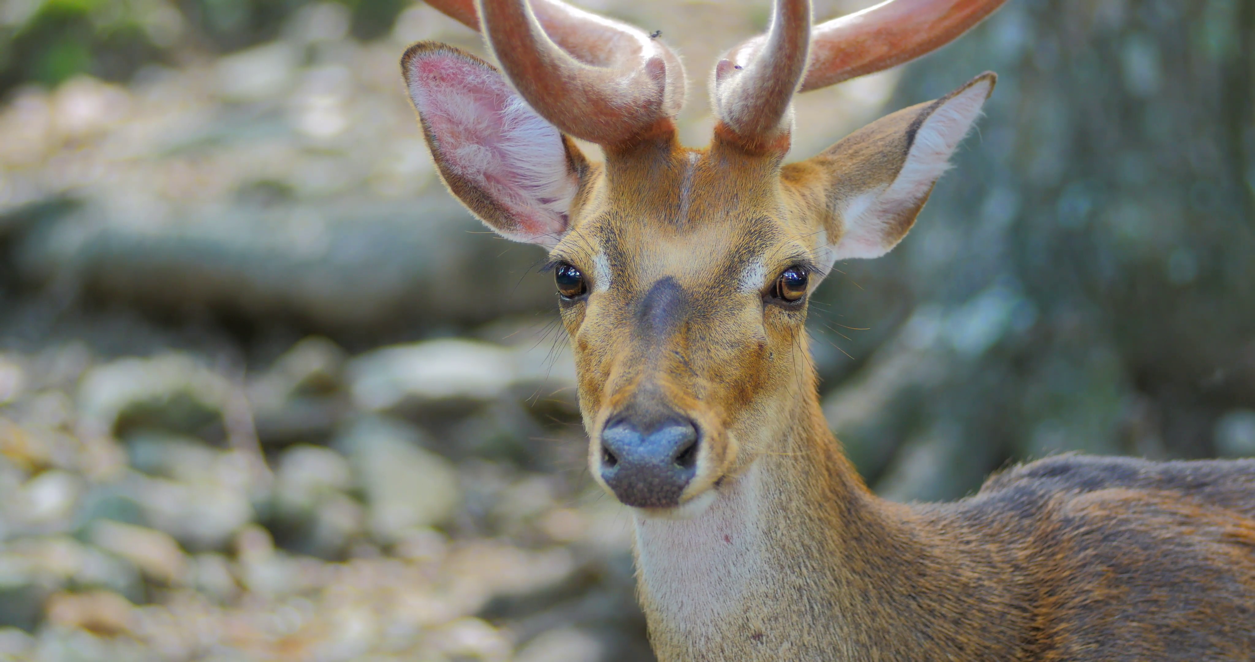 Close up head view of young male deer chewing and looking in forest ...