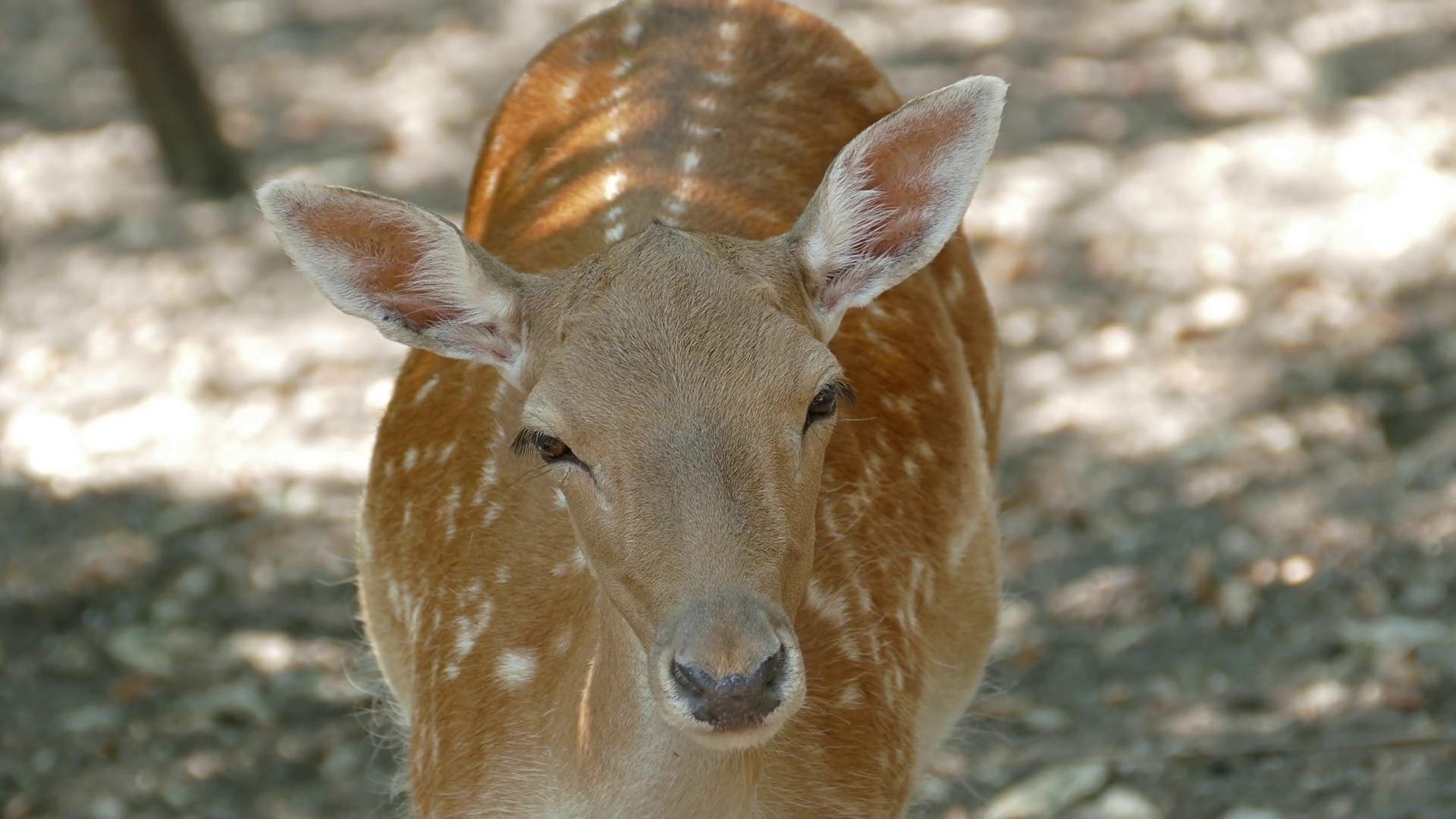 Young deer face closeup 4k Stock Video Footage - VideoBlocks