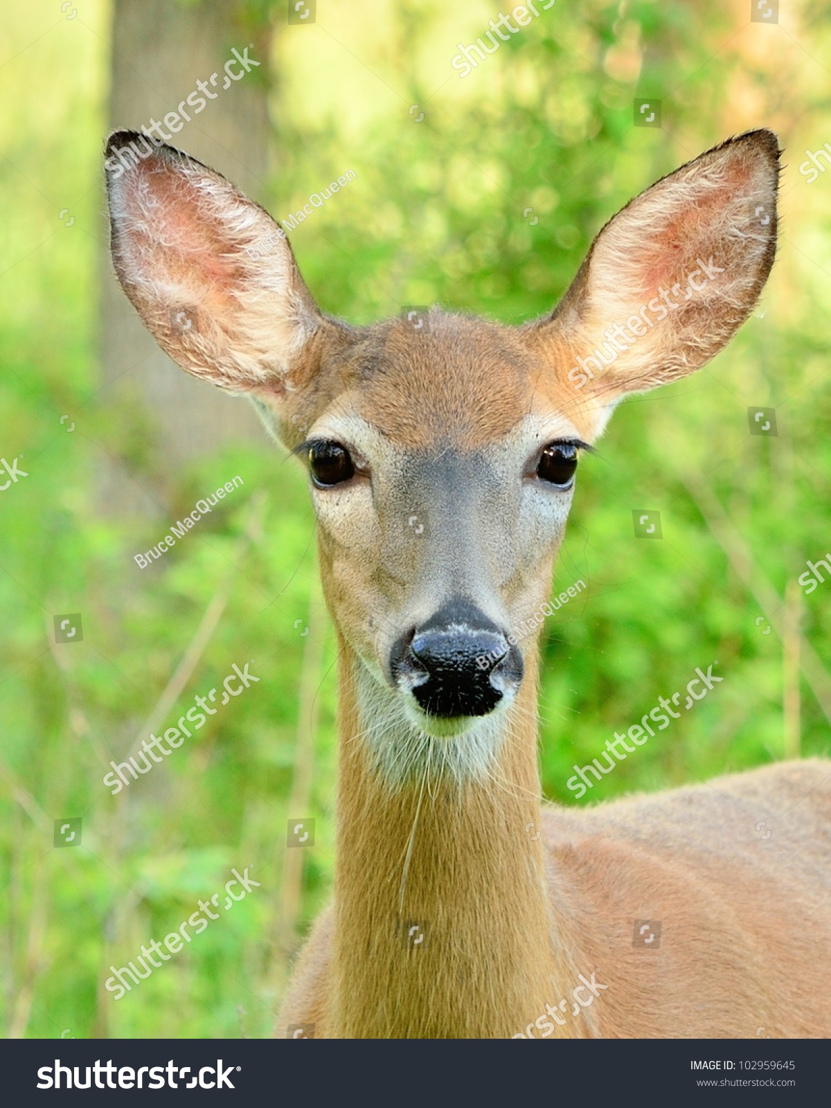 Closeup Head Shot Whitetail Deer Doe Stock Photo (Royalty Free ...