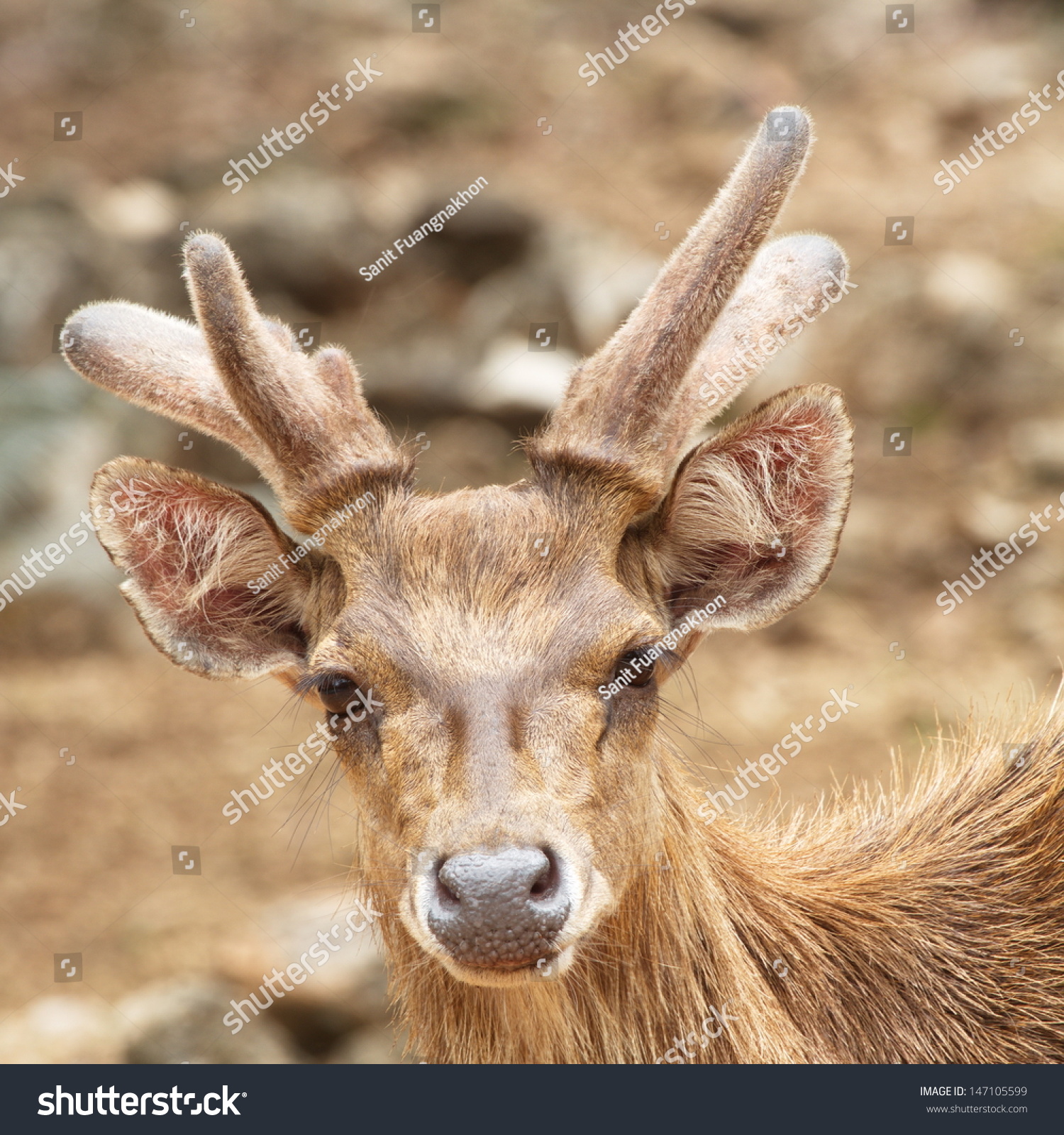 Deer Closeup Stock Photo 147105599 - Shutterstock