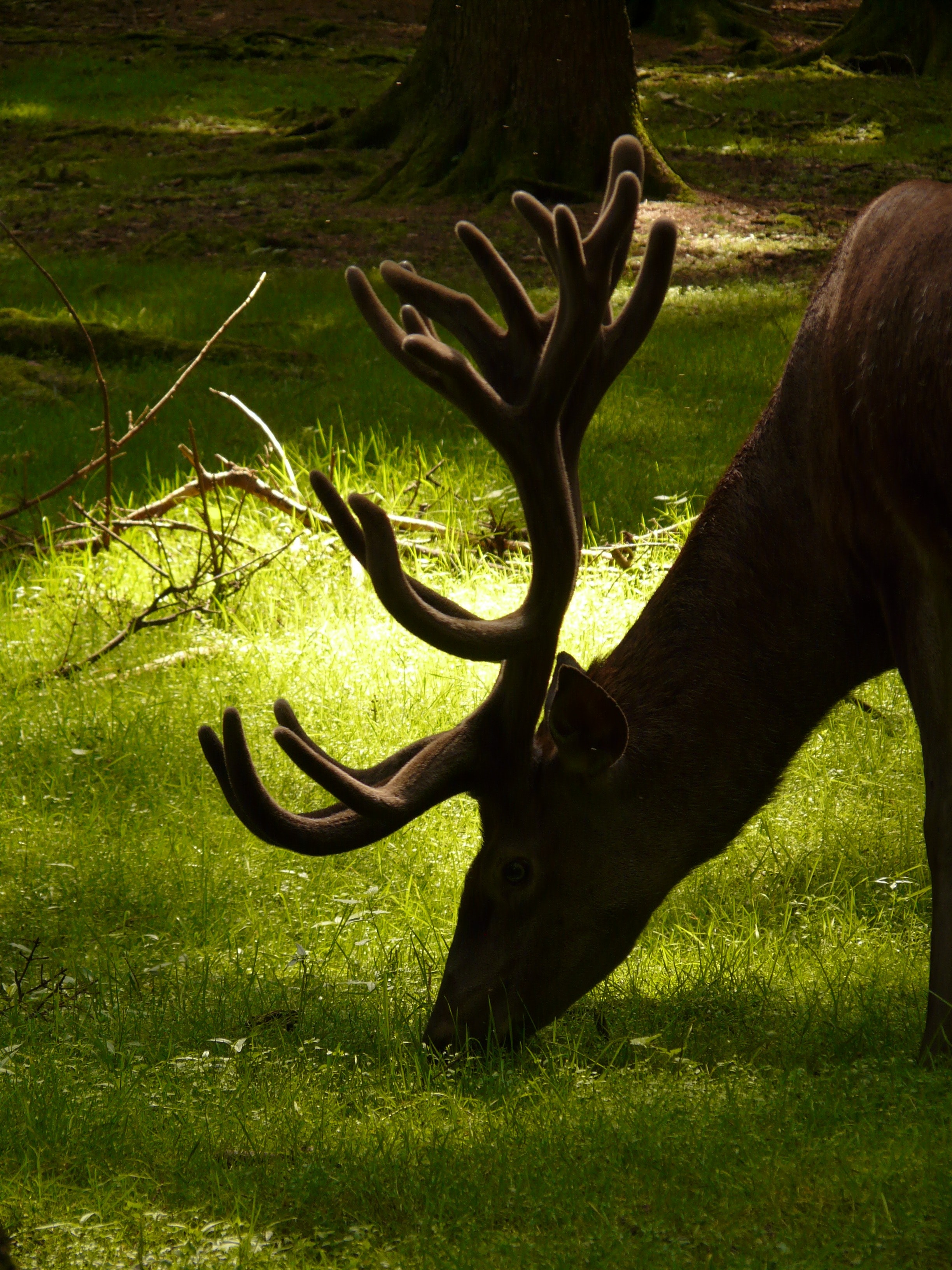 Deer eating grass during daytime photo