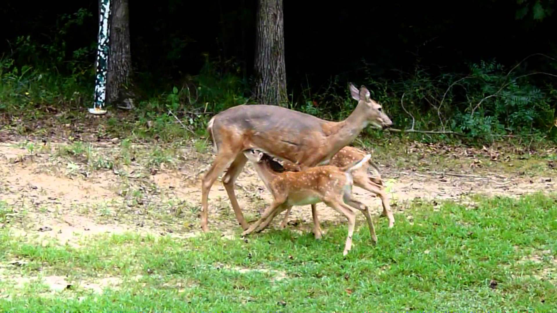 Twin baby deer feeding - YouTube