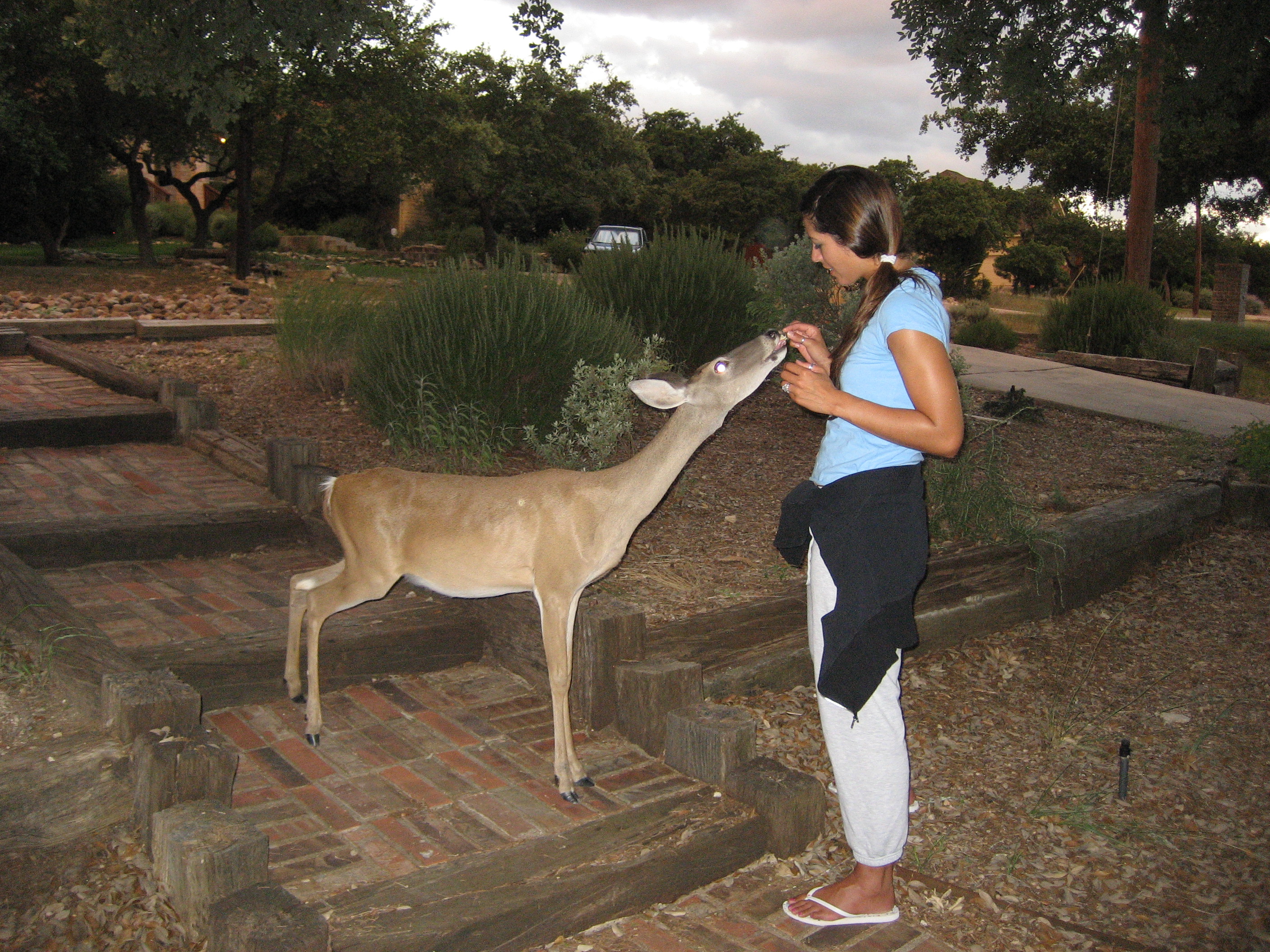 San Antonio Riverwalk & Hand-Feeding Deer | Victoria's Ventures Blog