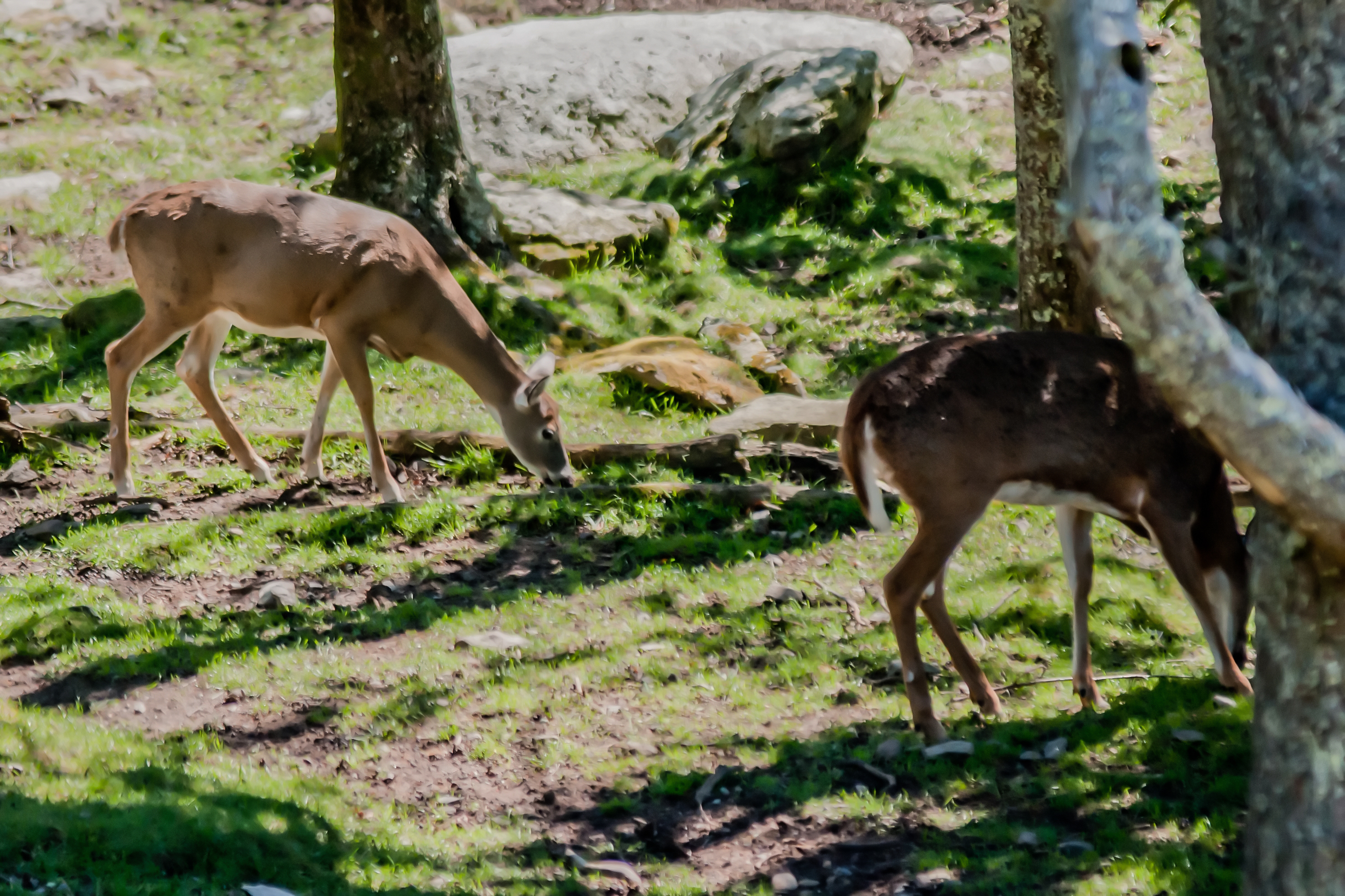 Deer feeding, Adult, Rack, Mating, Nature, HQ Photo
