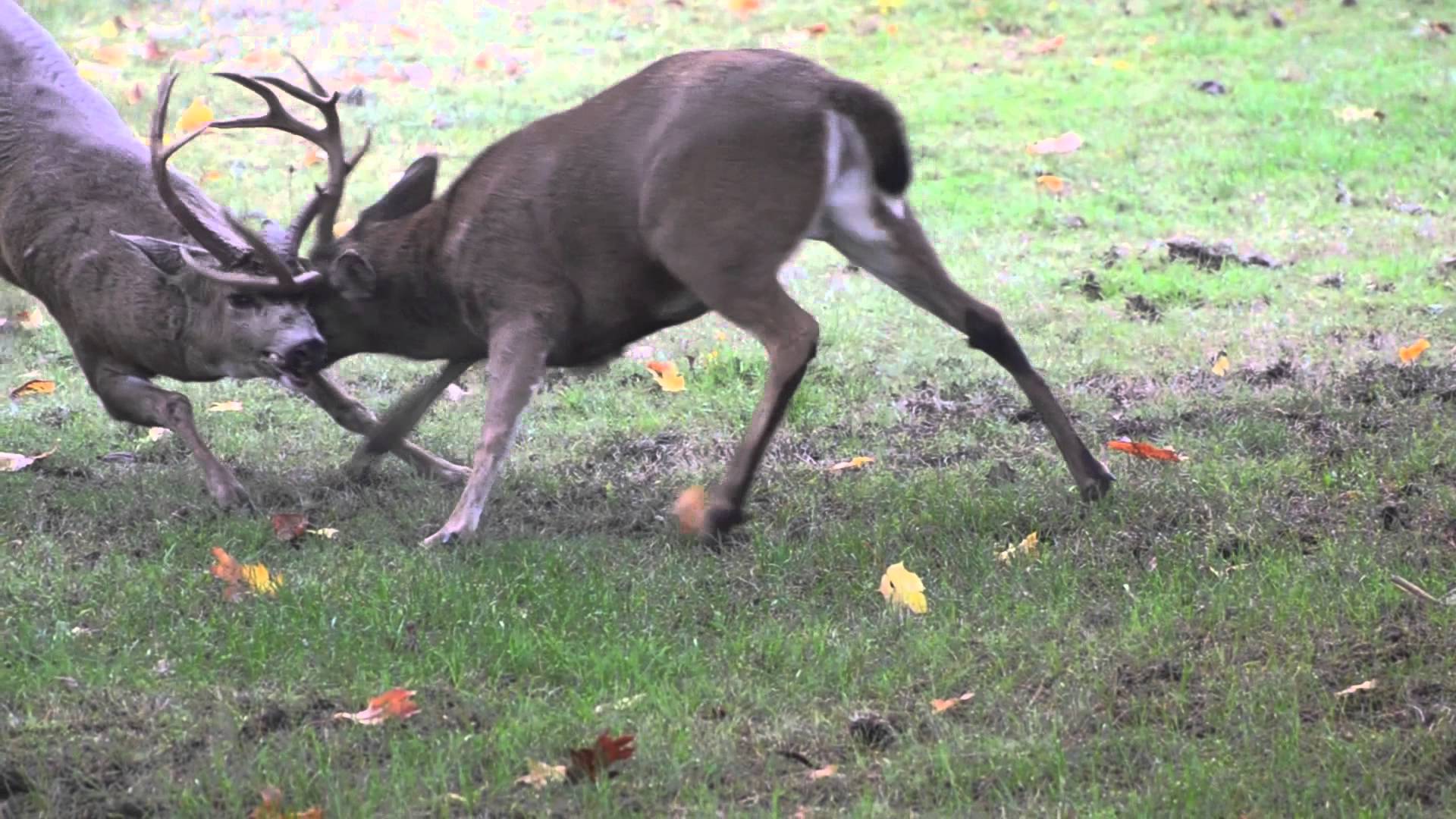 Deer Fight Bad to the Bone! - YouTube
