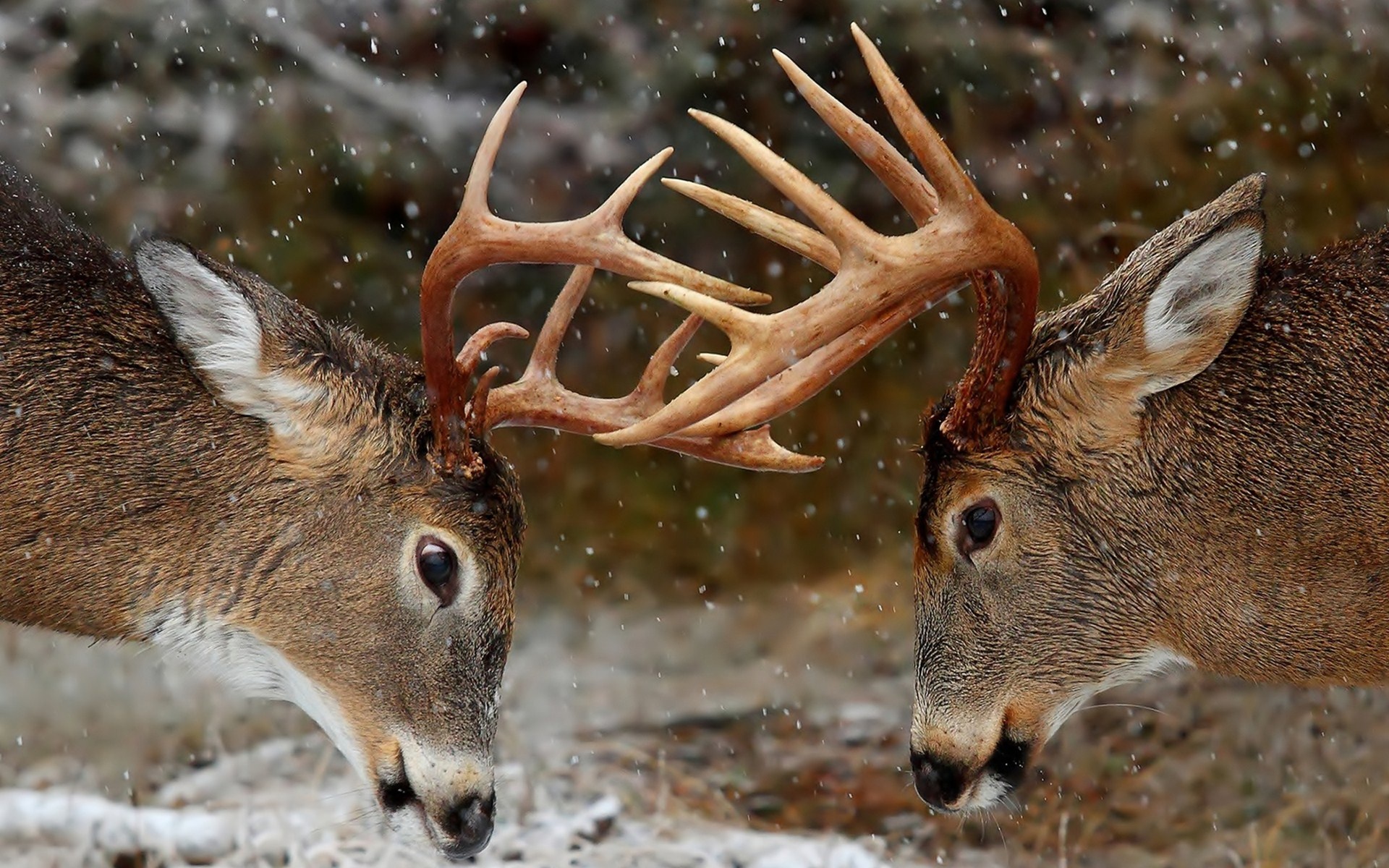 7 of the Craziest Locked Antler Rescues on the Books