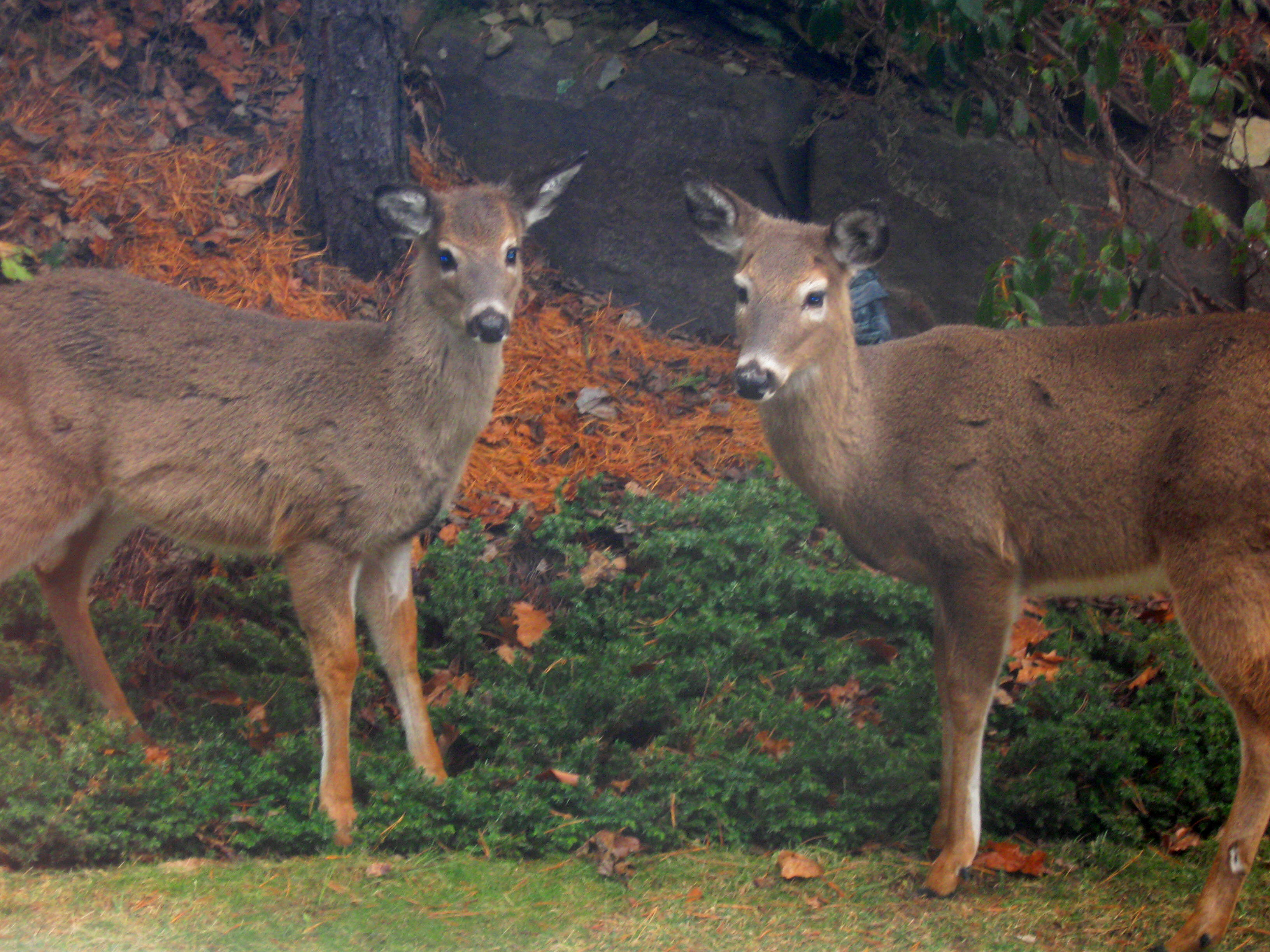 Deer friends photo