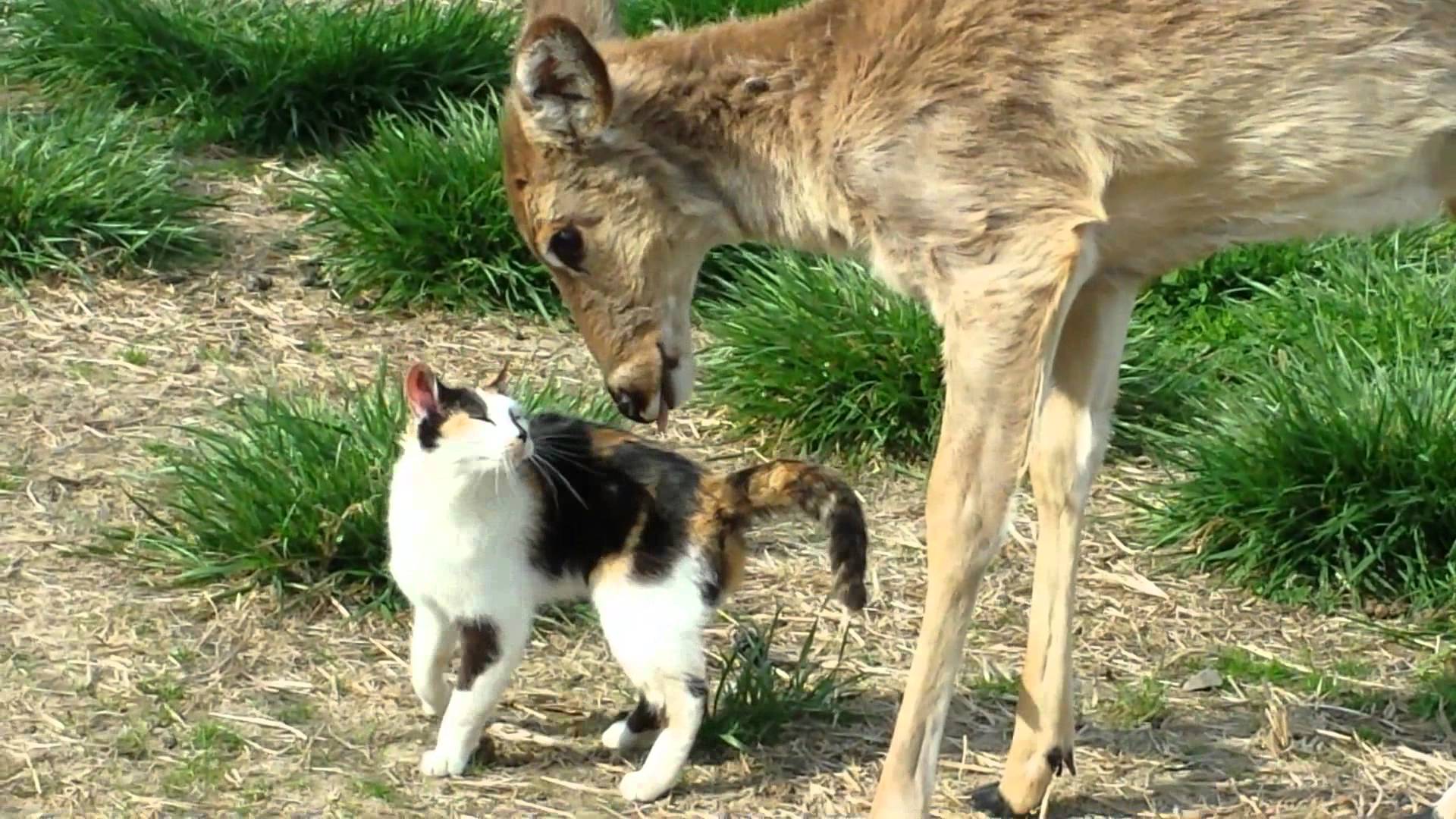 Cat and Deer are Friends | Life With Cats