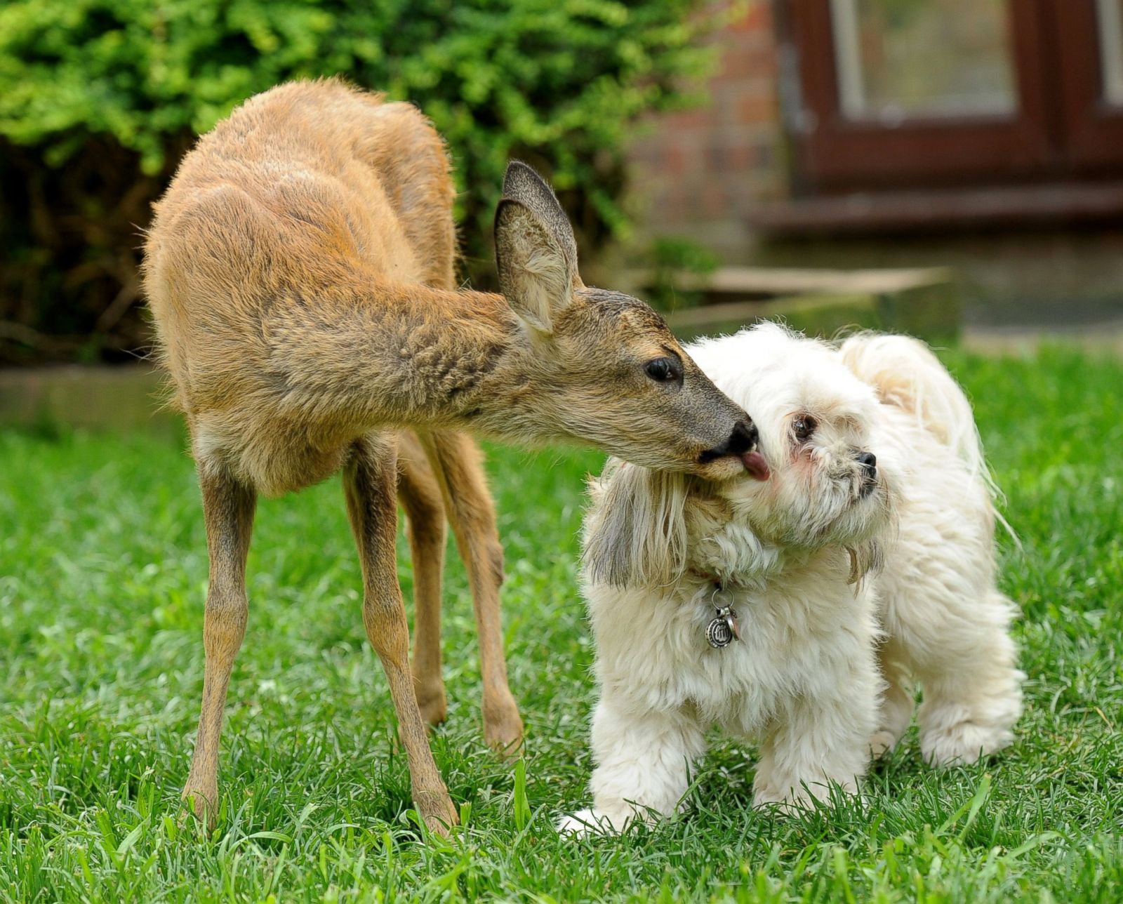 Oh Deer! These Two Friends are Too Cute Picture | Animal kingdom's ...