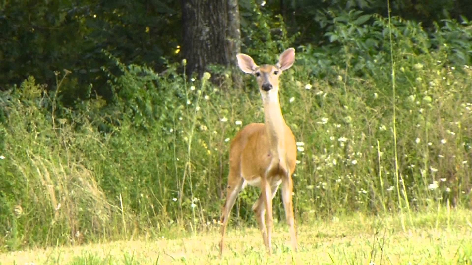 Single Whitetail Deer in field 3 - YouTube