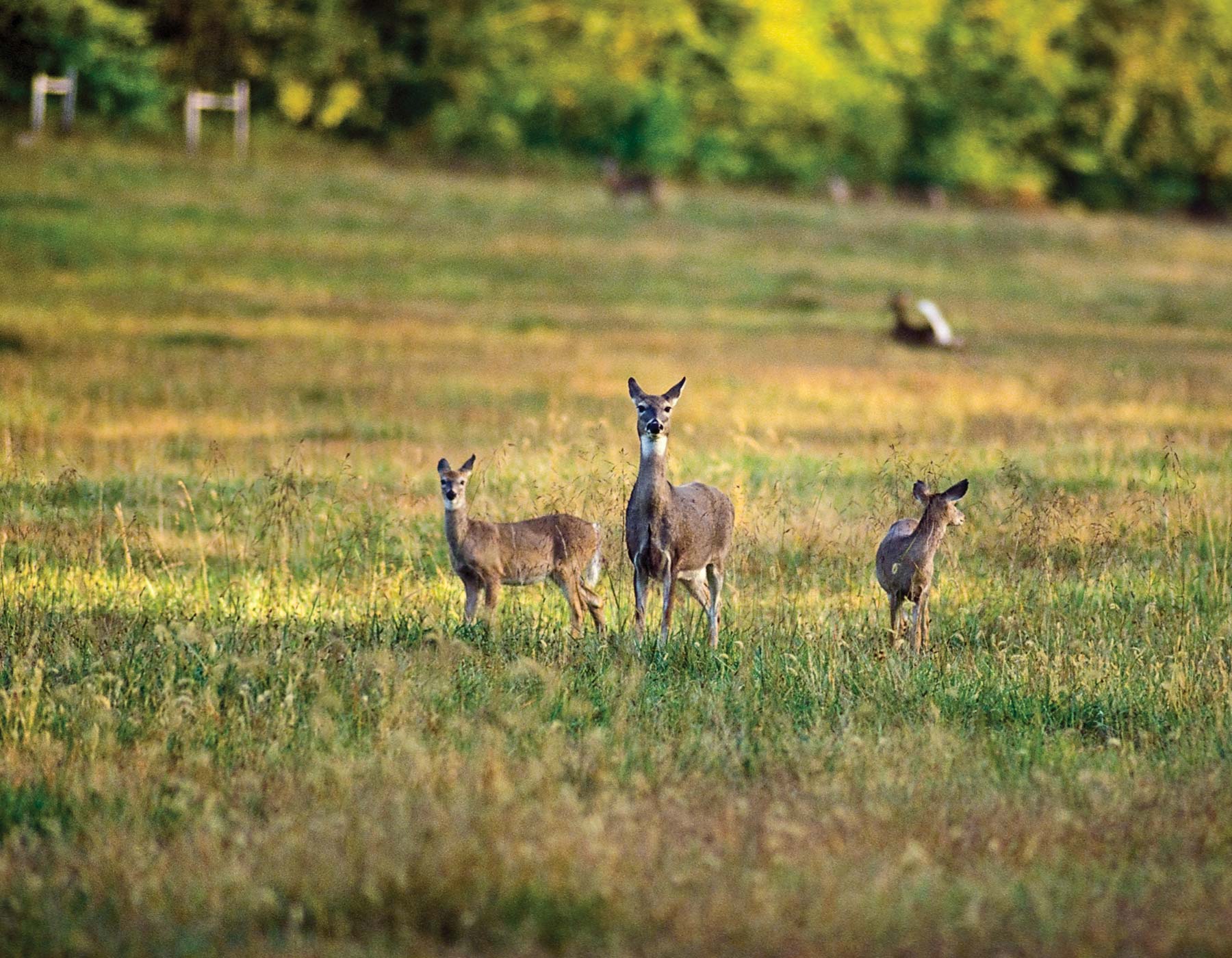 State of the State's Deer Herd | Missouri Department of Conservation