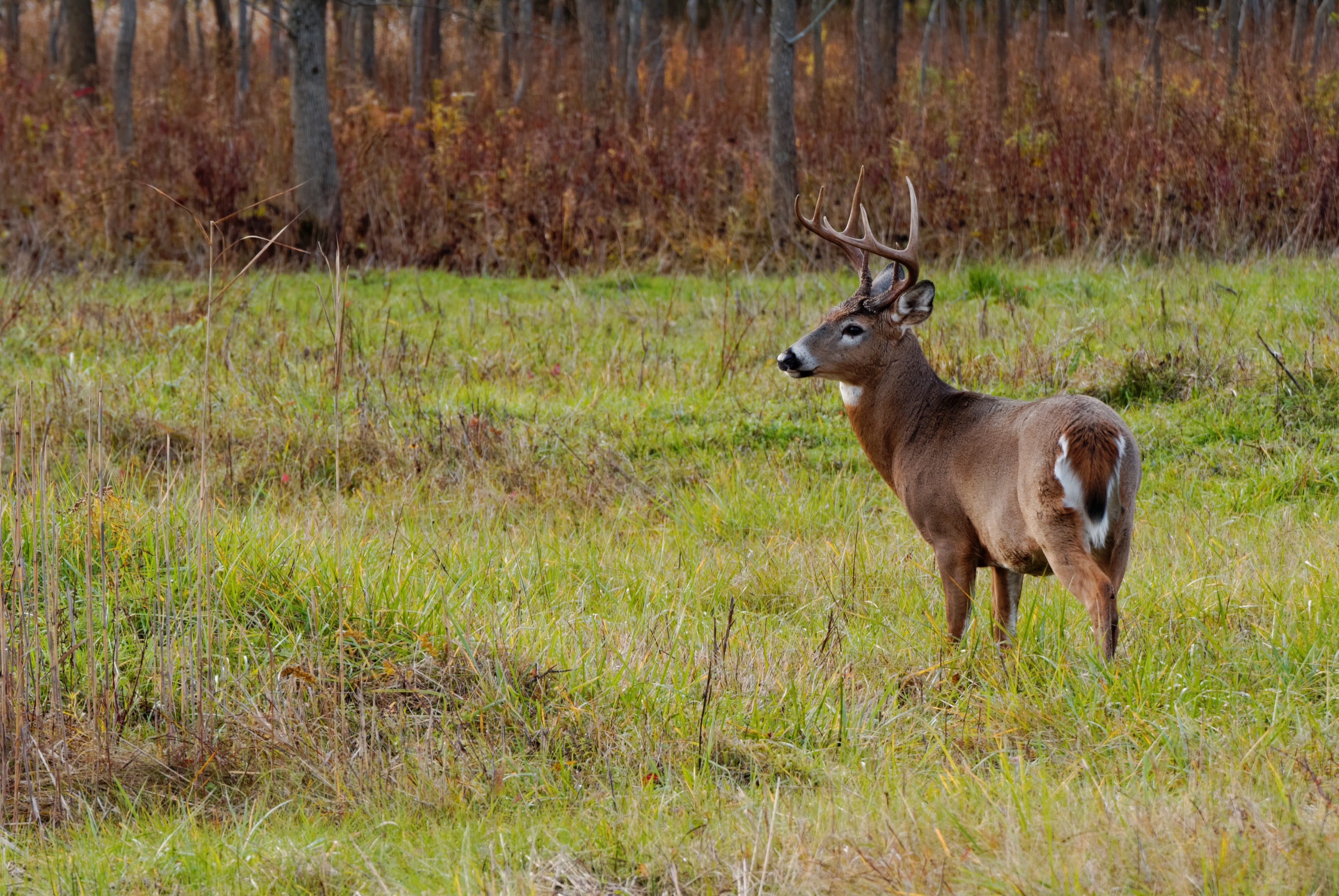 Deer Hunting Guide: The Early Season | Today's Hunter®