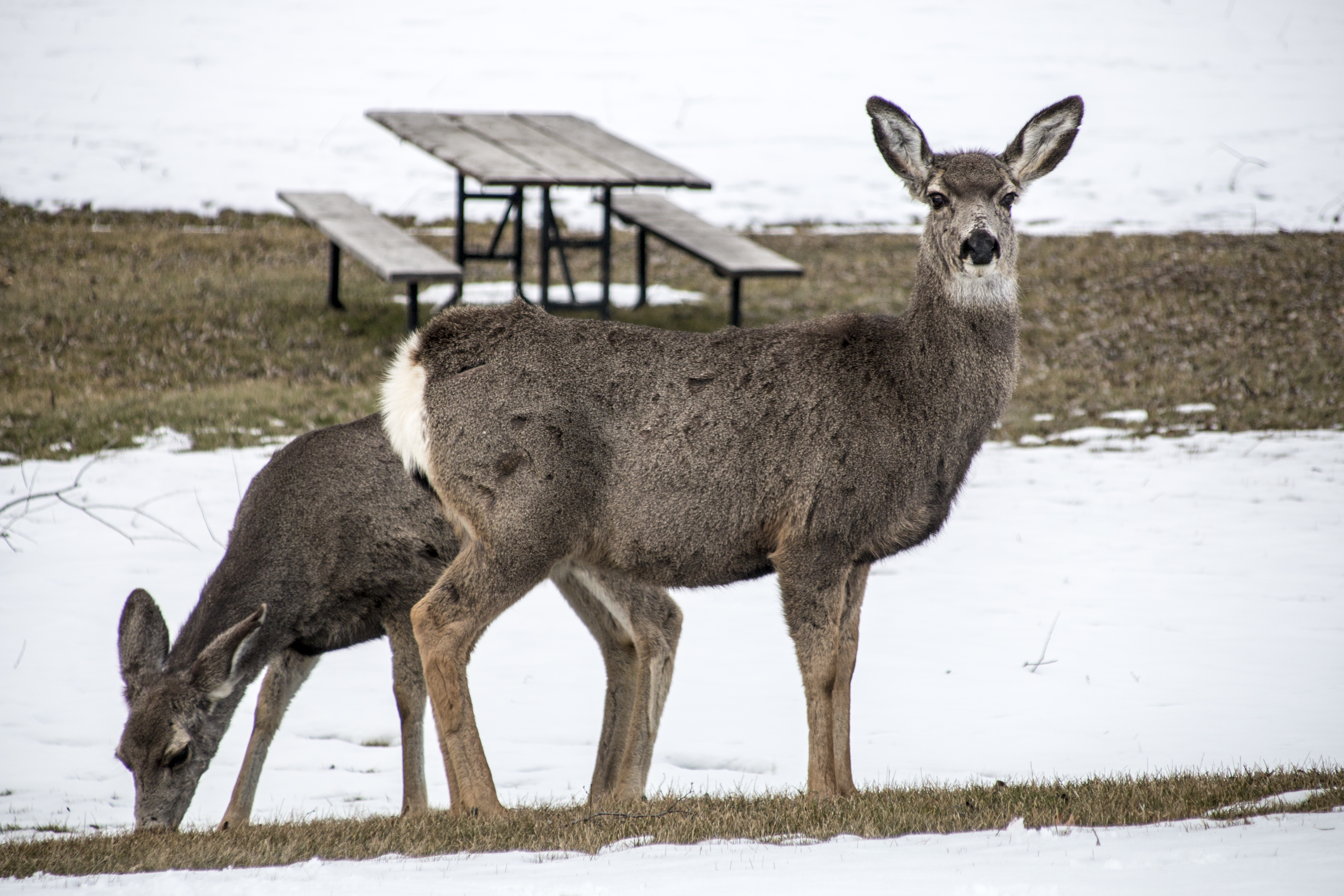 Deer in snow, eastern oregon photo