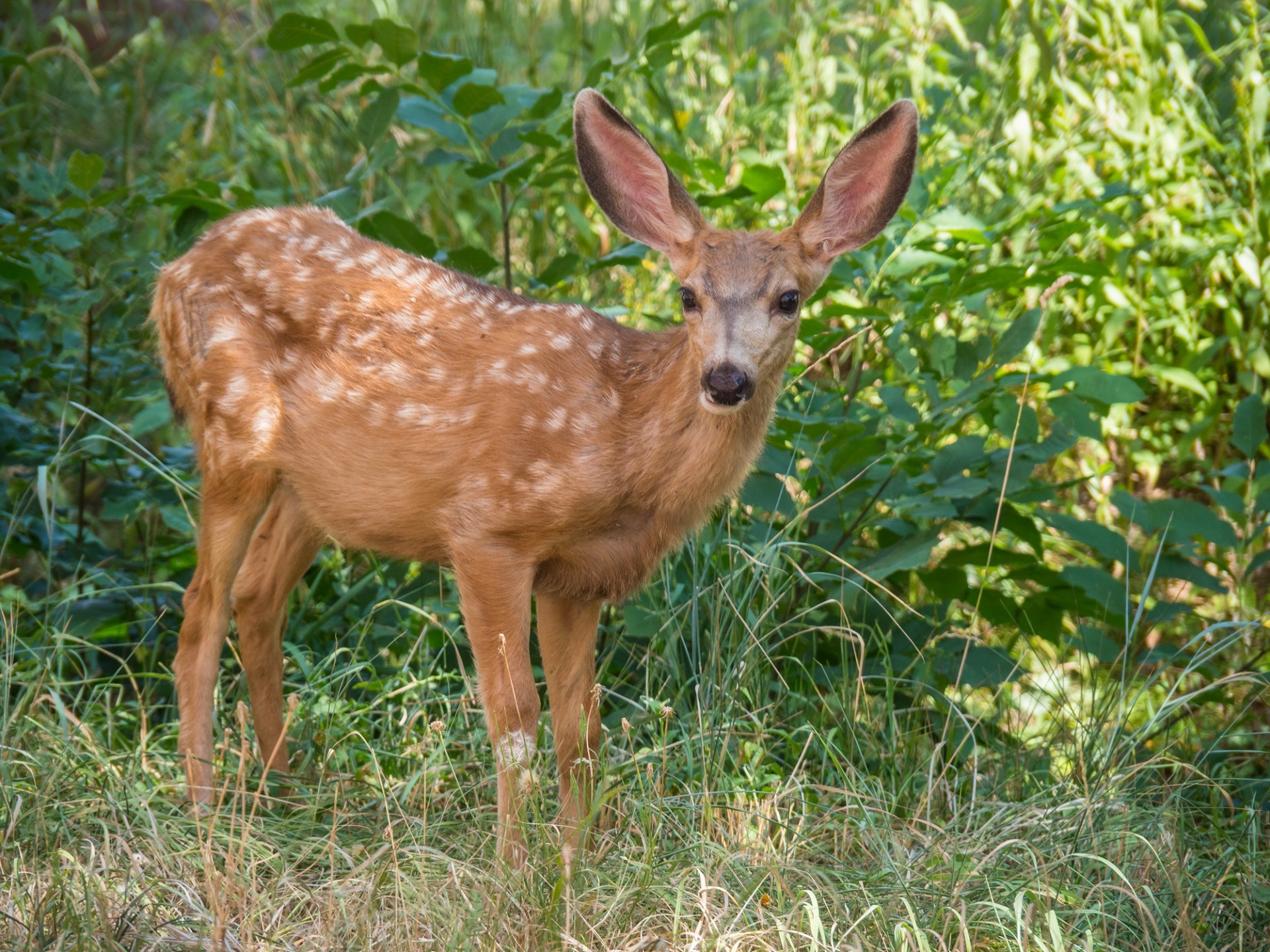 Deer in the jungle photo
