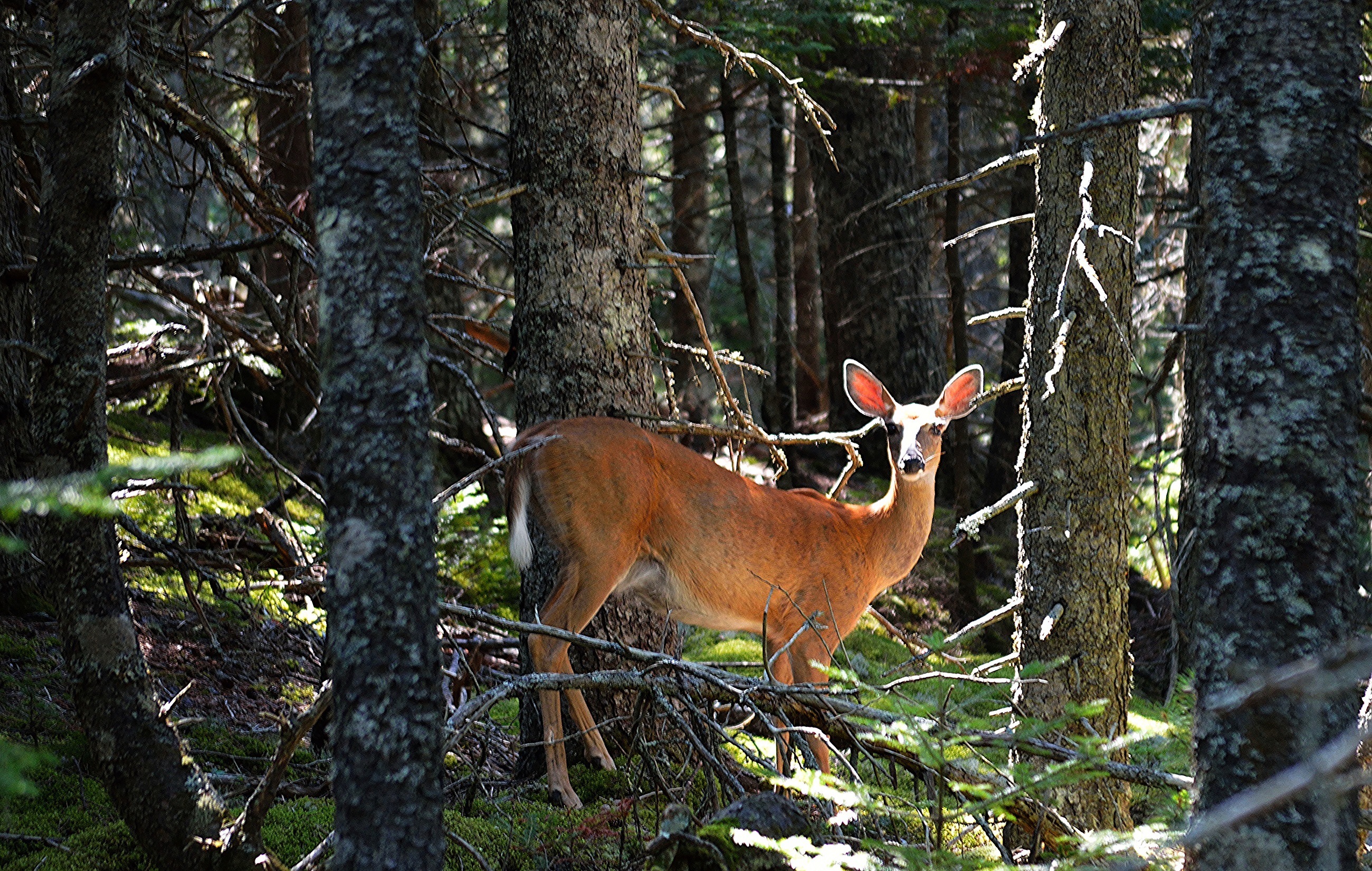 Deer in the woods photo