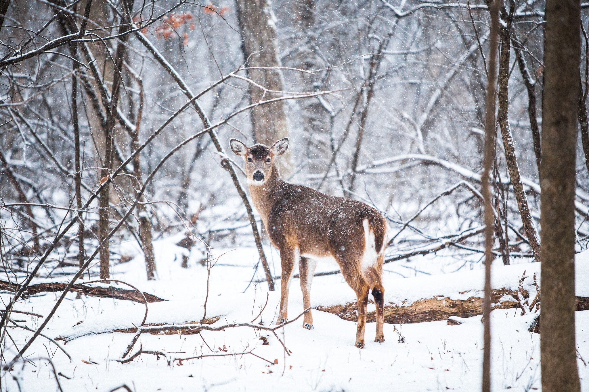 Deer in the woods, Animal, Deer, Fast, Ice, HQ Photo