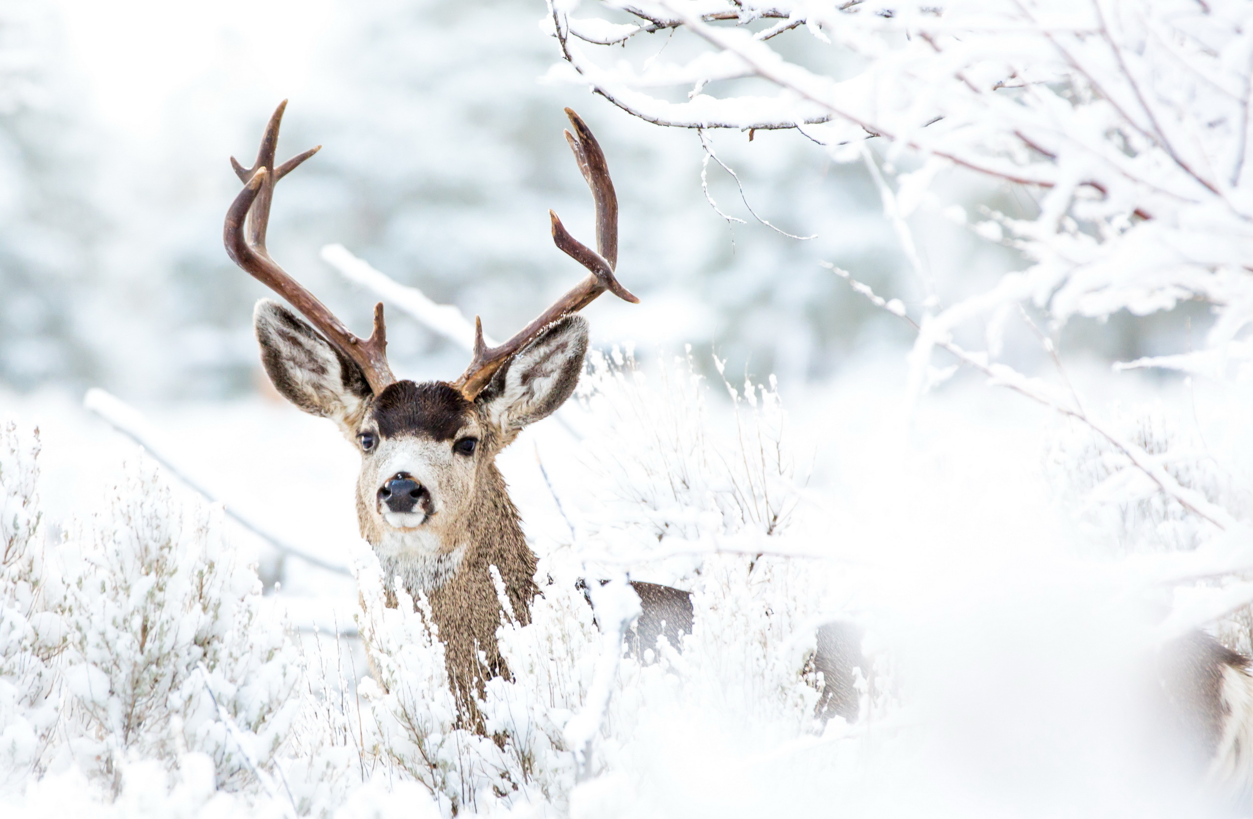 Wallpaper Deer, Winter snow, Animals, #5856