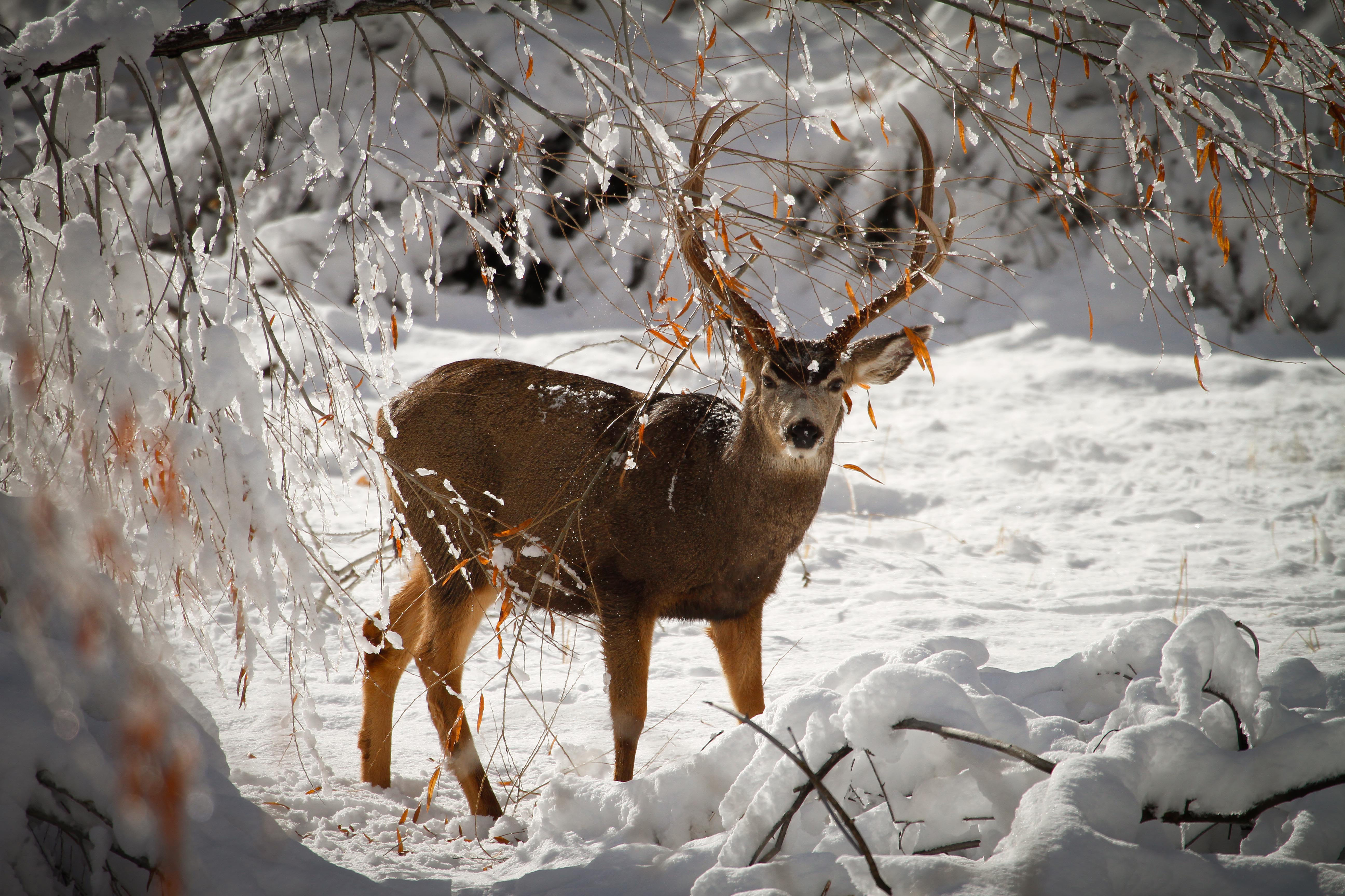 How to See Lots of Deer | Utah Bushcraft