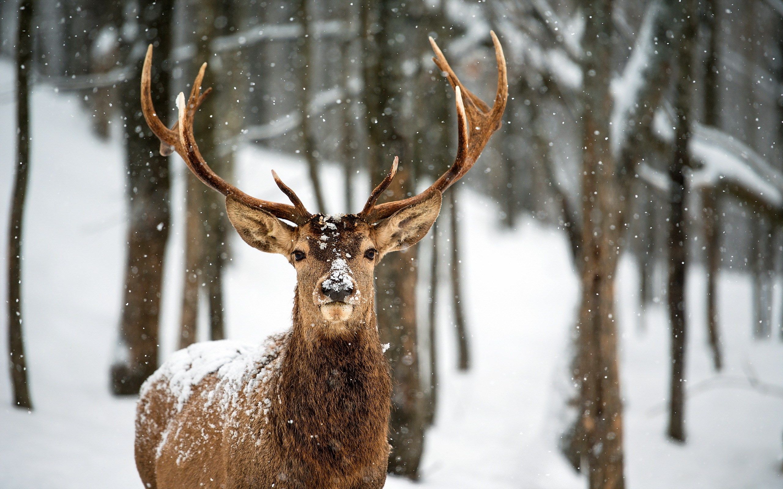 Deer Snow Winter Forest HD Wallpaper - FreeHDWalls | ART REFS ...