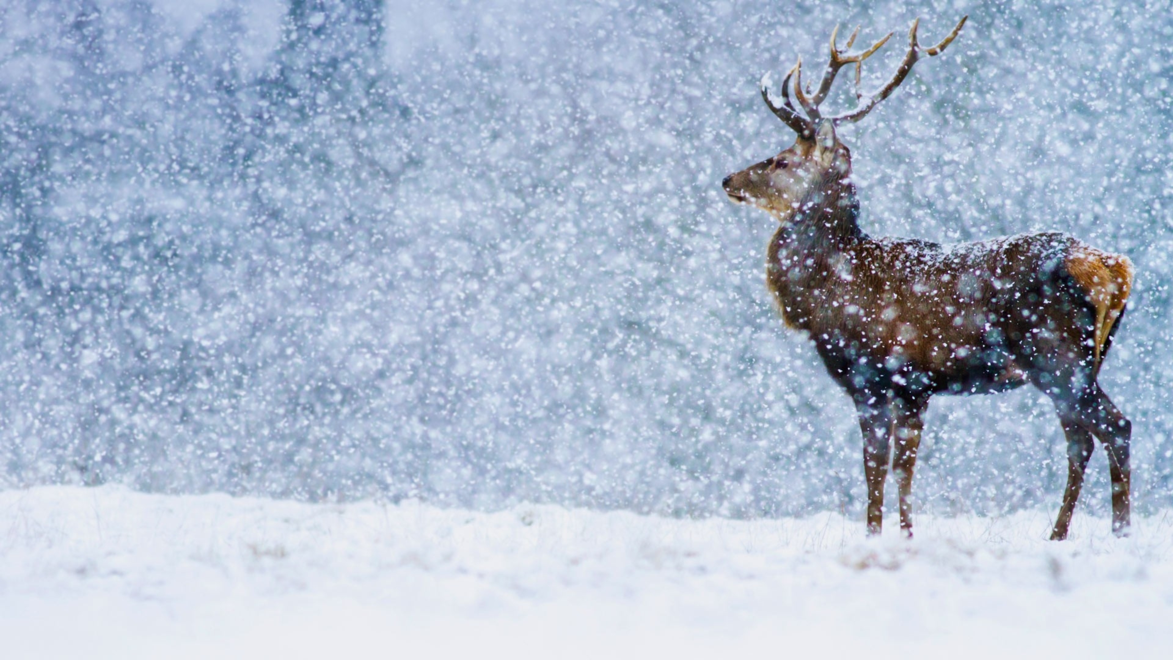 Wonderful snow in the winter season - Wild deer in nature Wallpaper ...