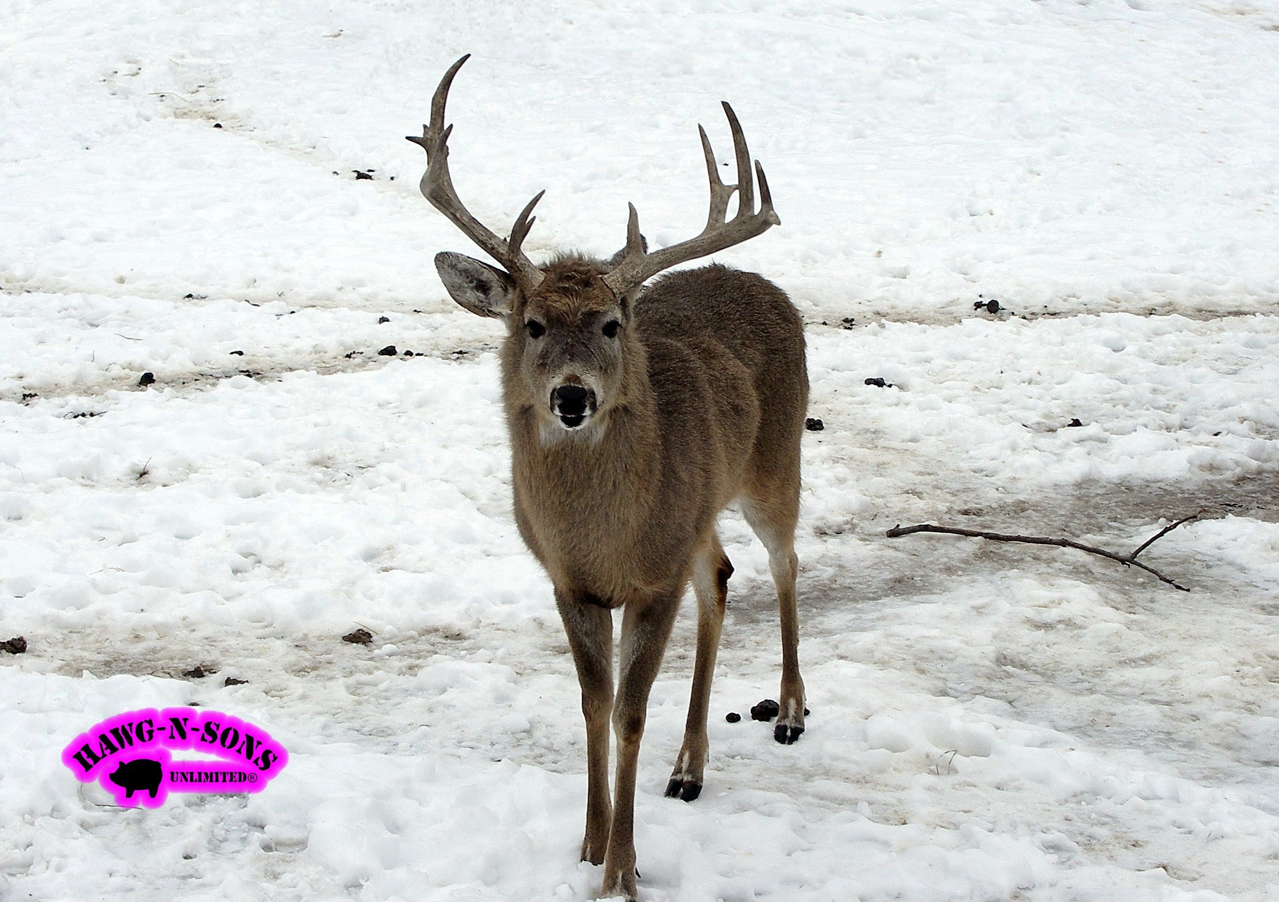 Hunting BIG Winter Whitetail Deer December - HawgNSonsTV - YouTube