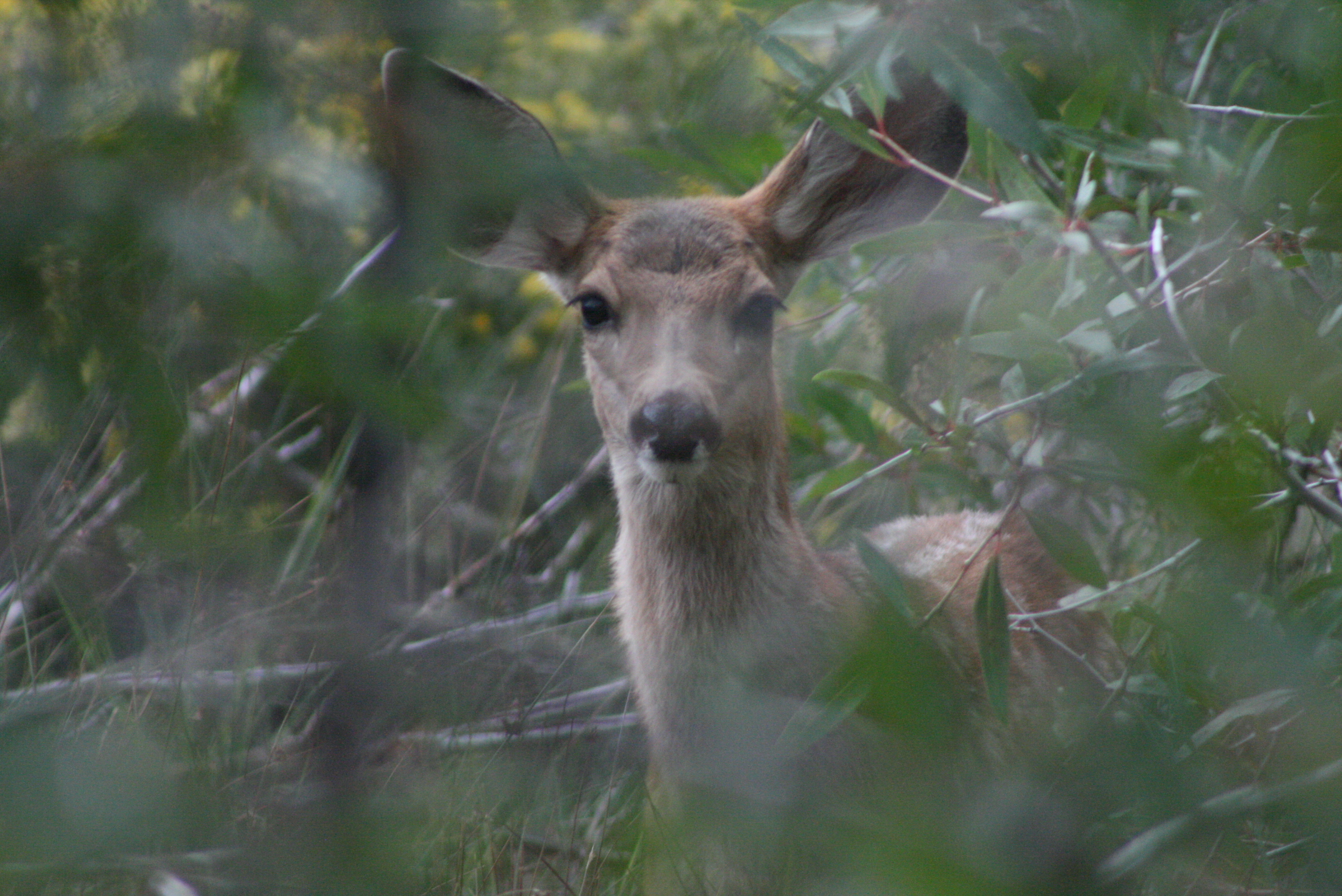 File:Deer in Woods.jpg - Wikimedia Commons