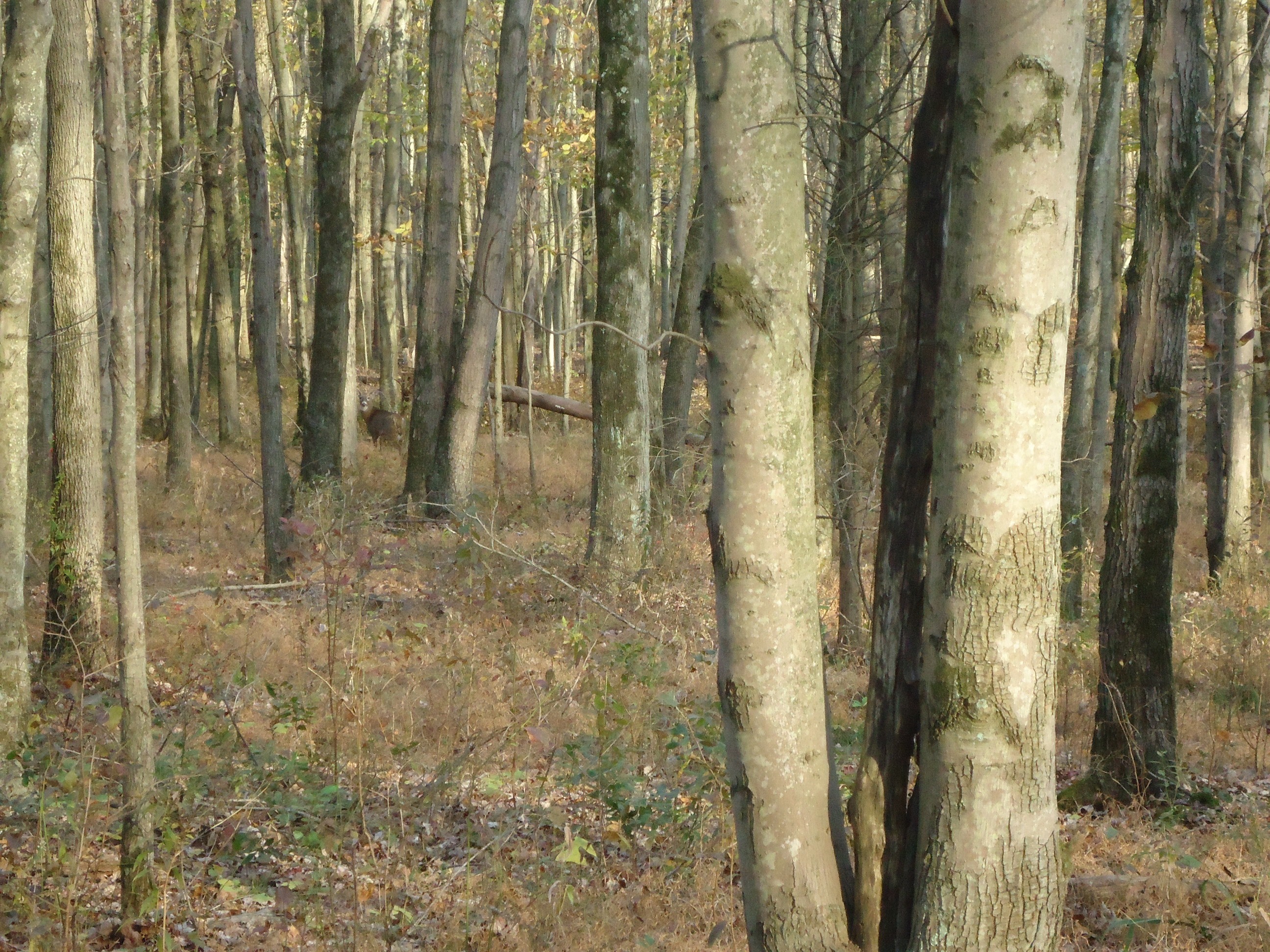 File:Loantaka Way NJ deer in woods early autumn.JPG - Wikimedia Commons