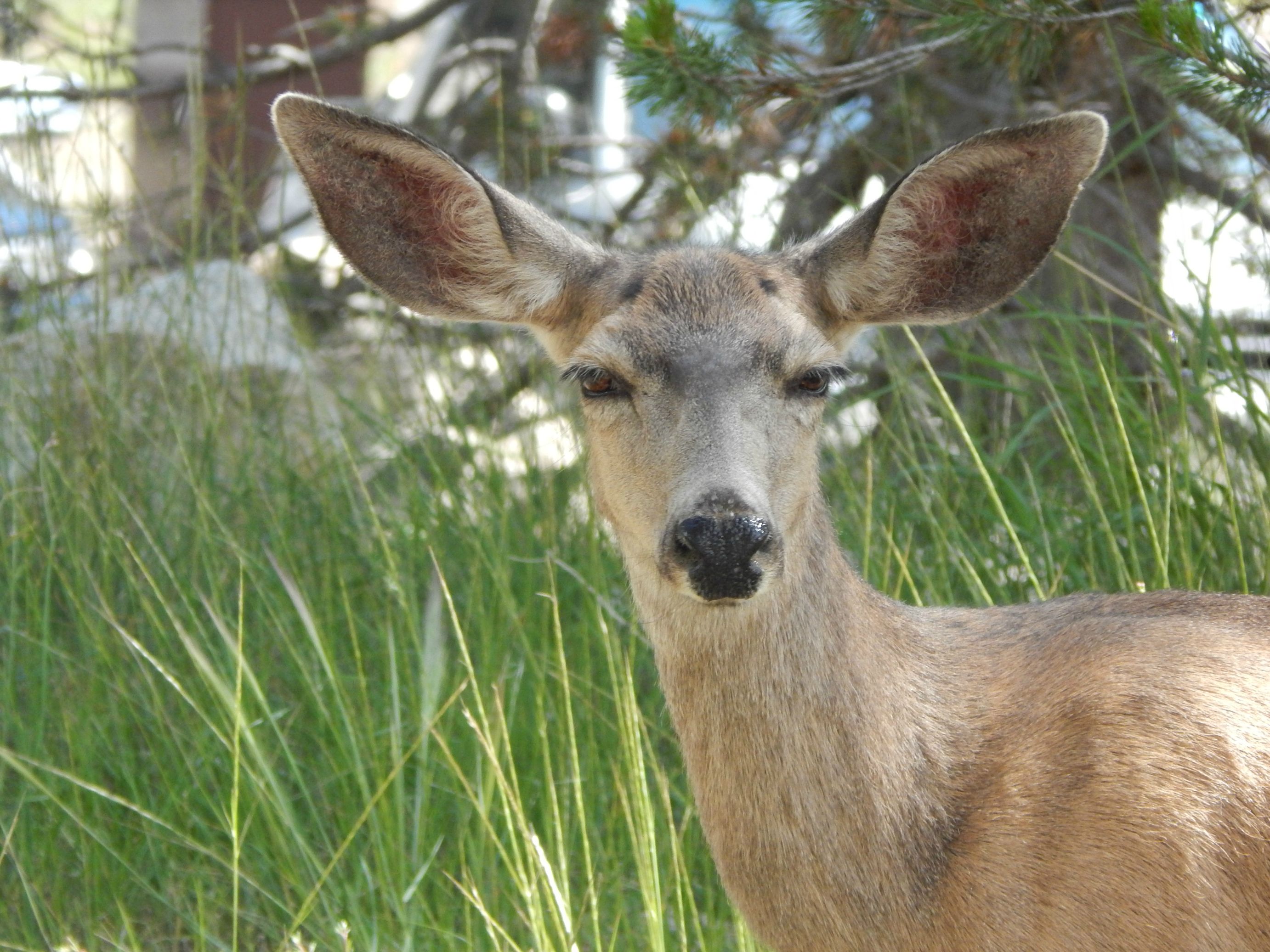 Deer stare photo