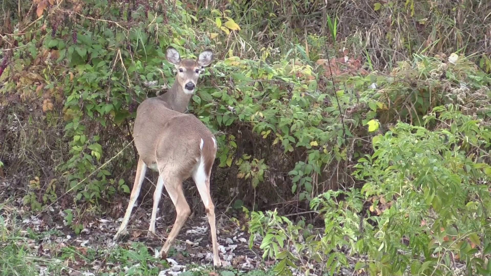 Deer staring - YouTube