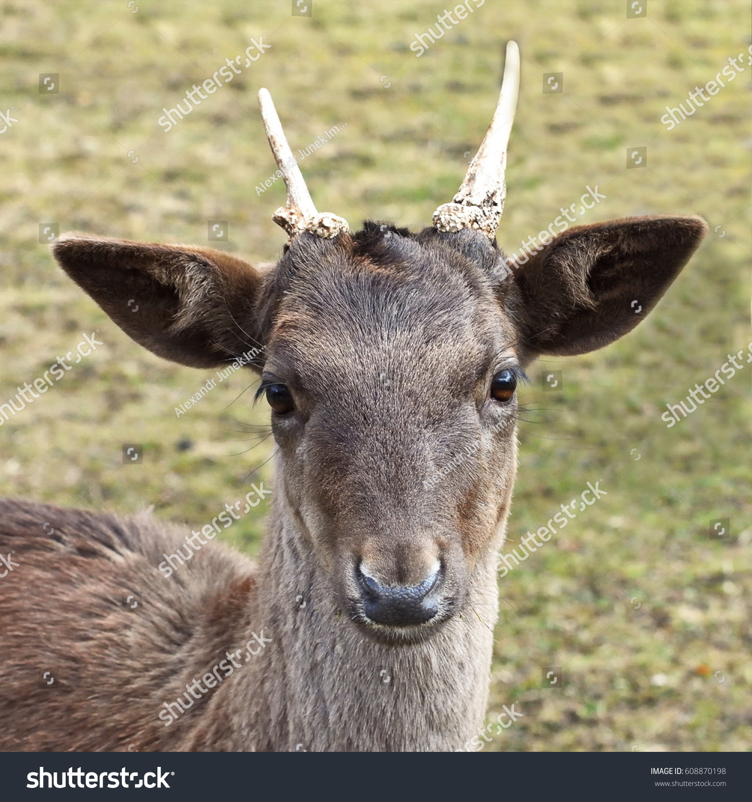 Stare Young Fallow Deer Buck Dama Stock Photo (Royalty Free ...