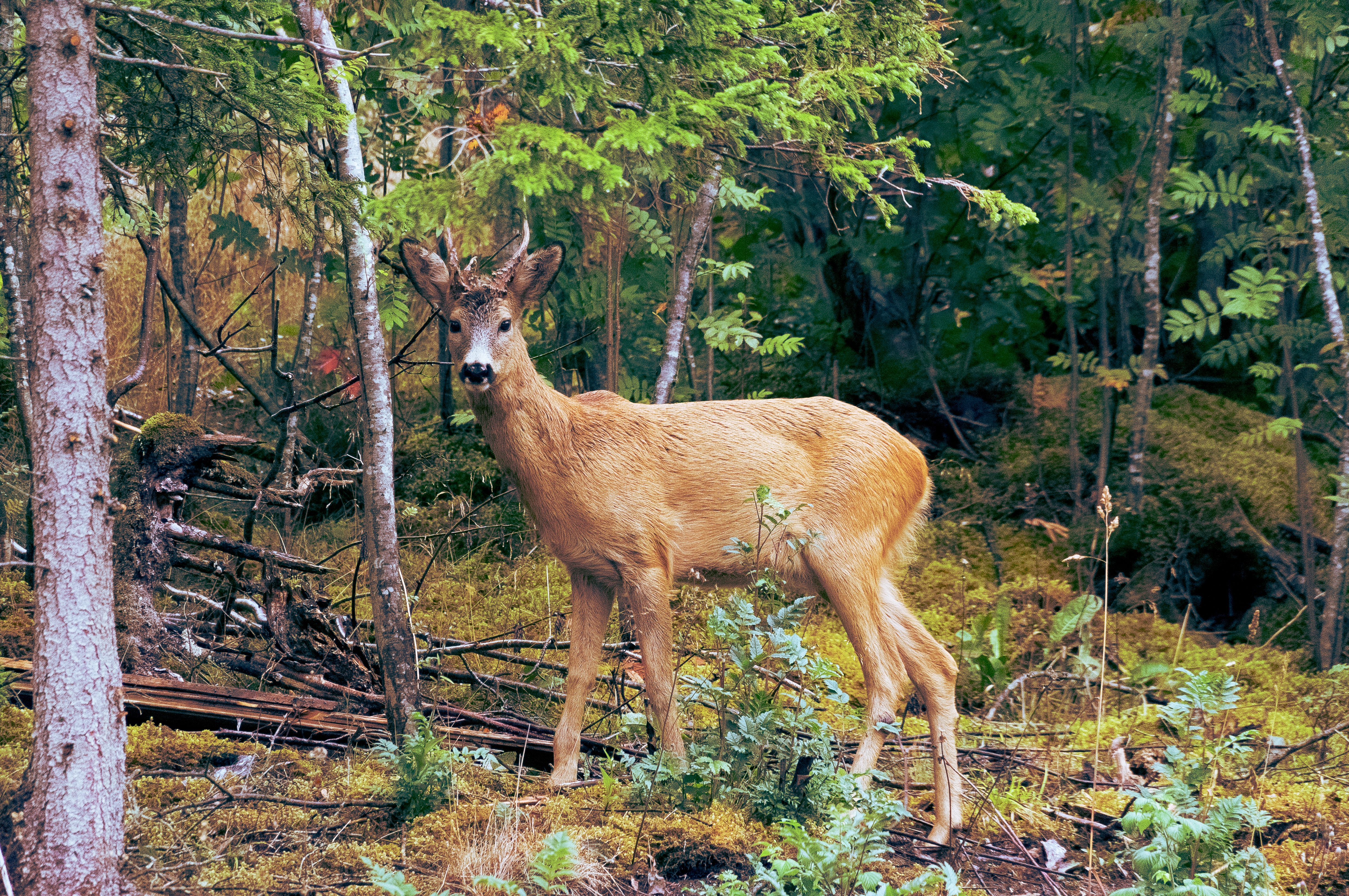 Deer stare, Animal, Bunch, Deer, Fast, HQ Photo