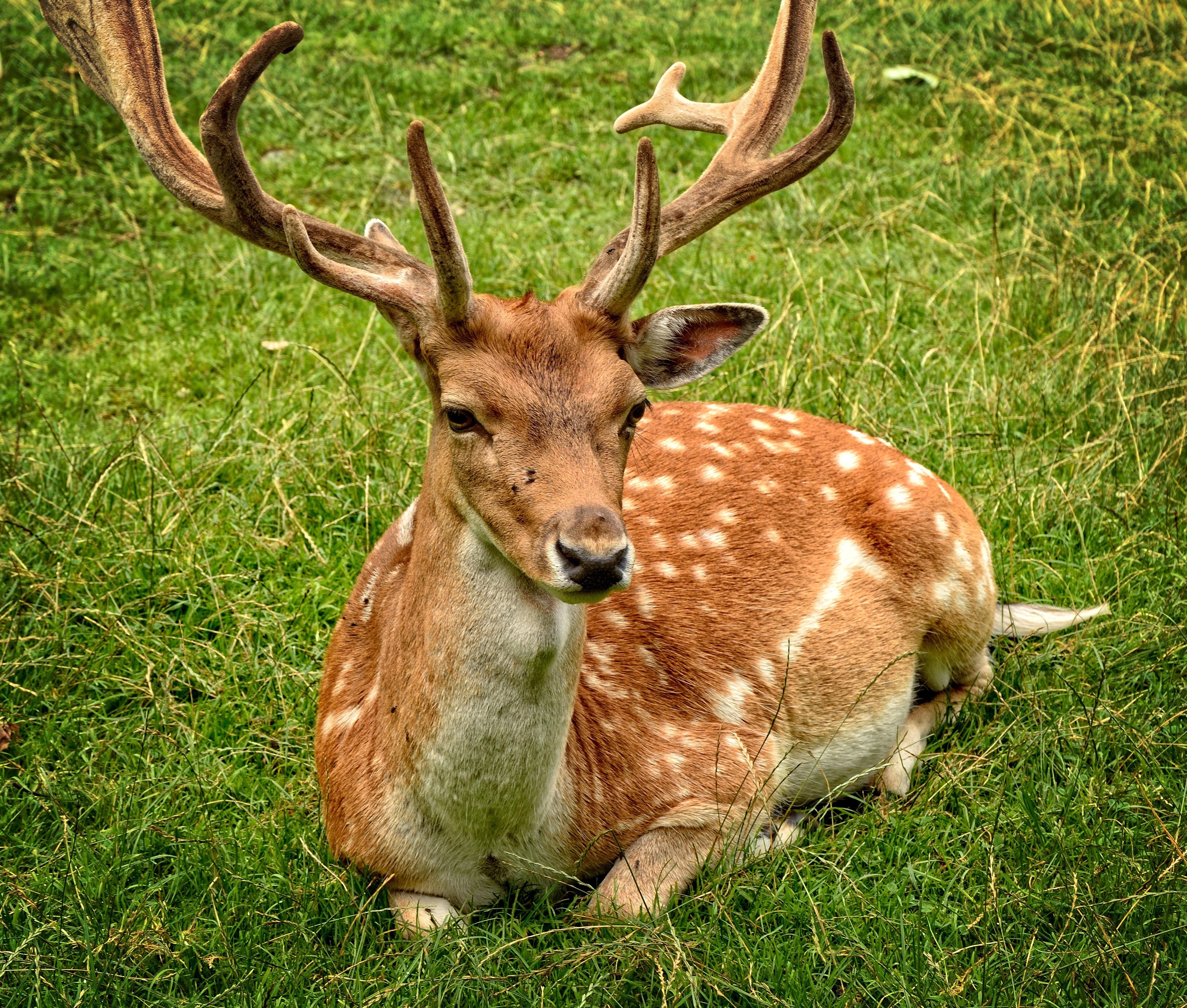 Deer Pictures [109 Results] · Pexels · Free Stock Photos
