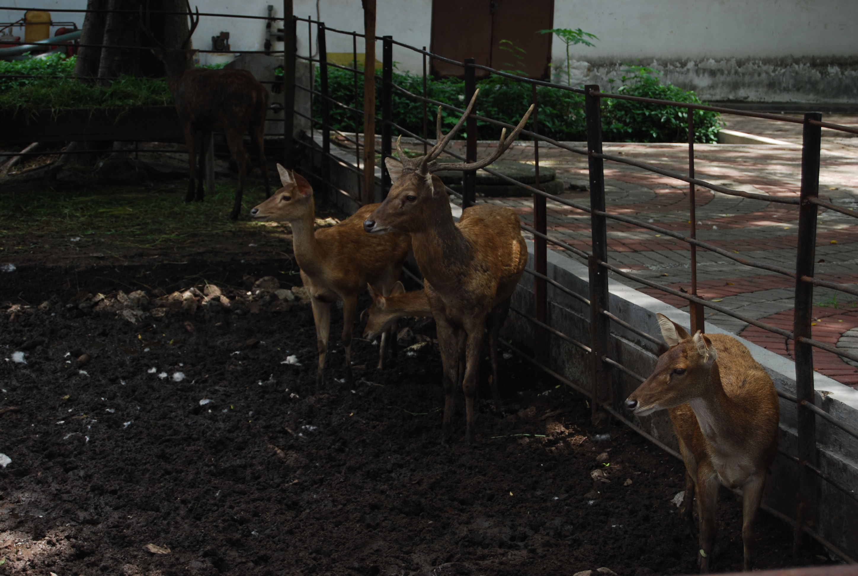 Deers at surabaya zoo photo