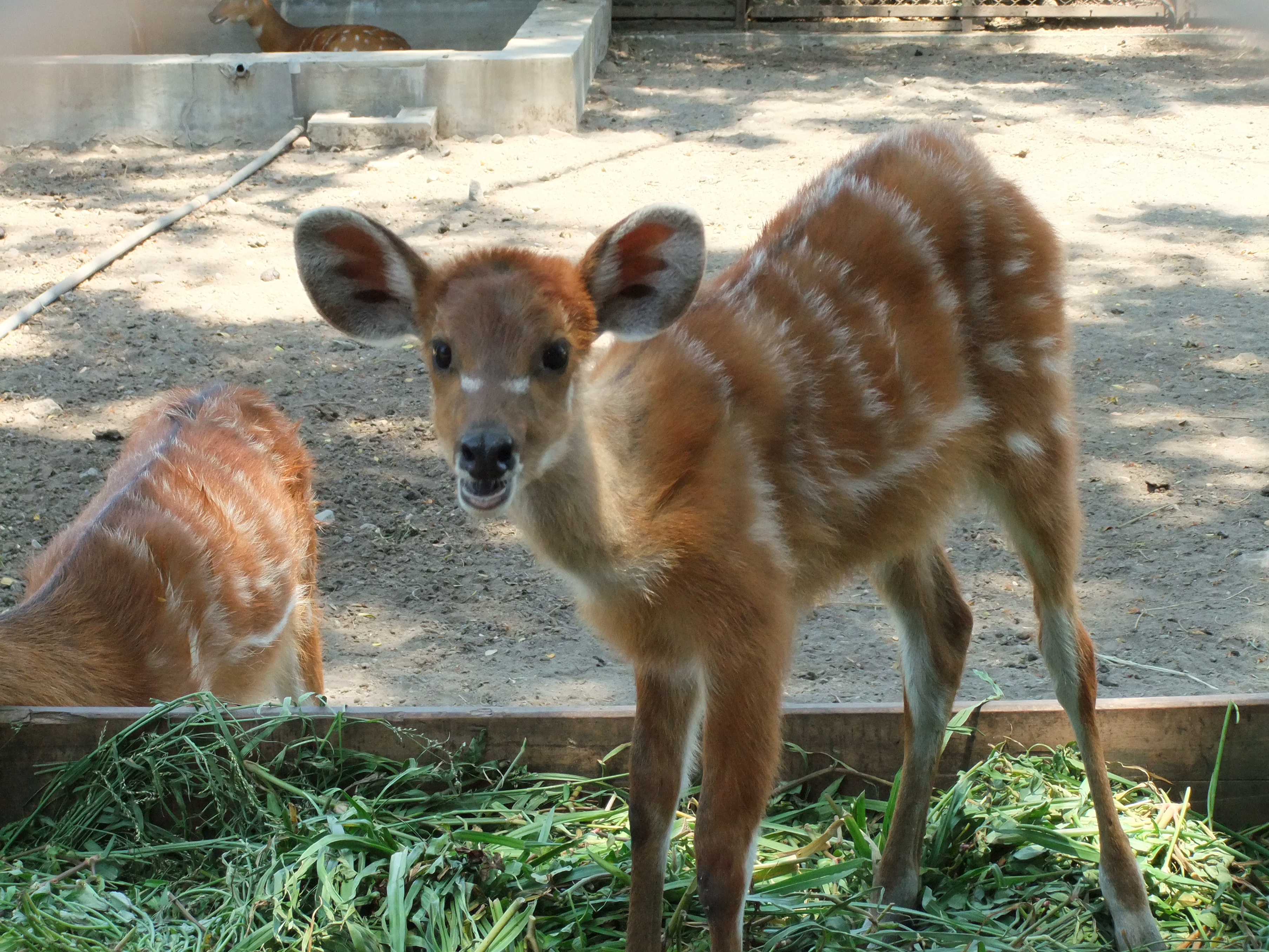 File:Sitatunga Tragelaphus spekii Surabaya Zoo.JPG - Wikimedia Commons