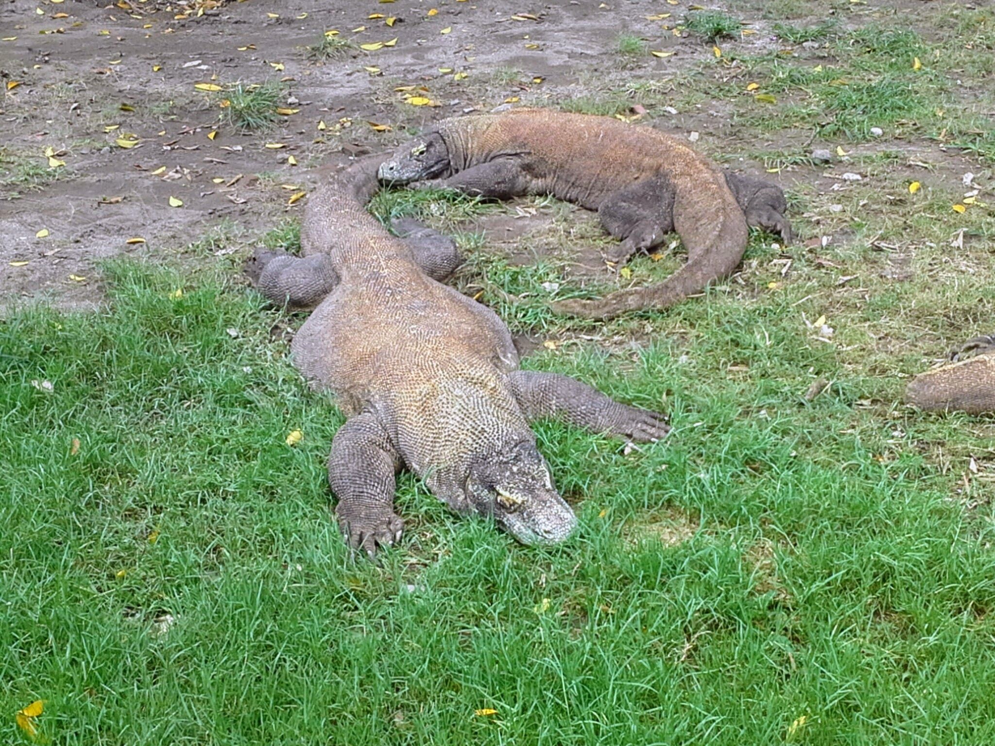 A 3 meters Komodo dragon Surabaya zoo this guy can easily bring down ...